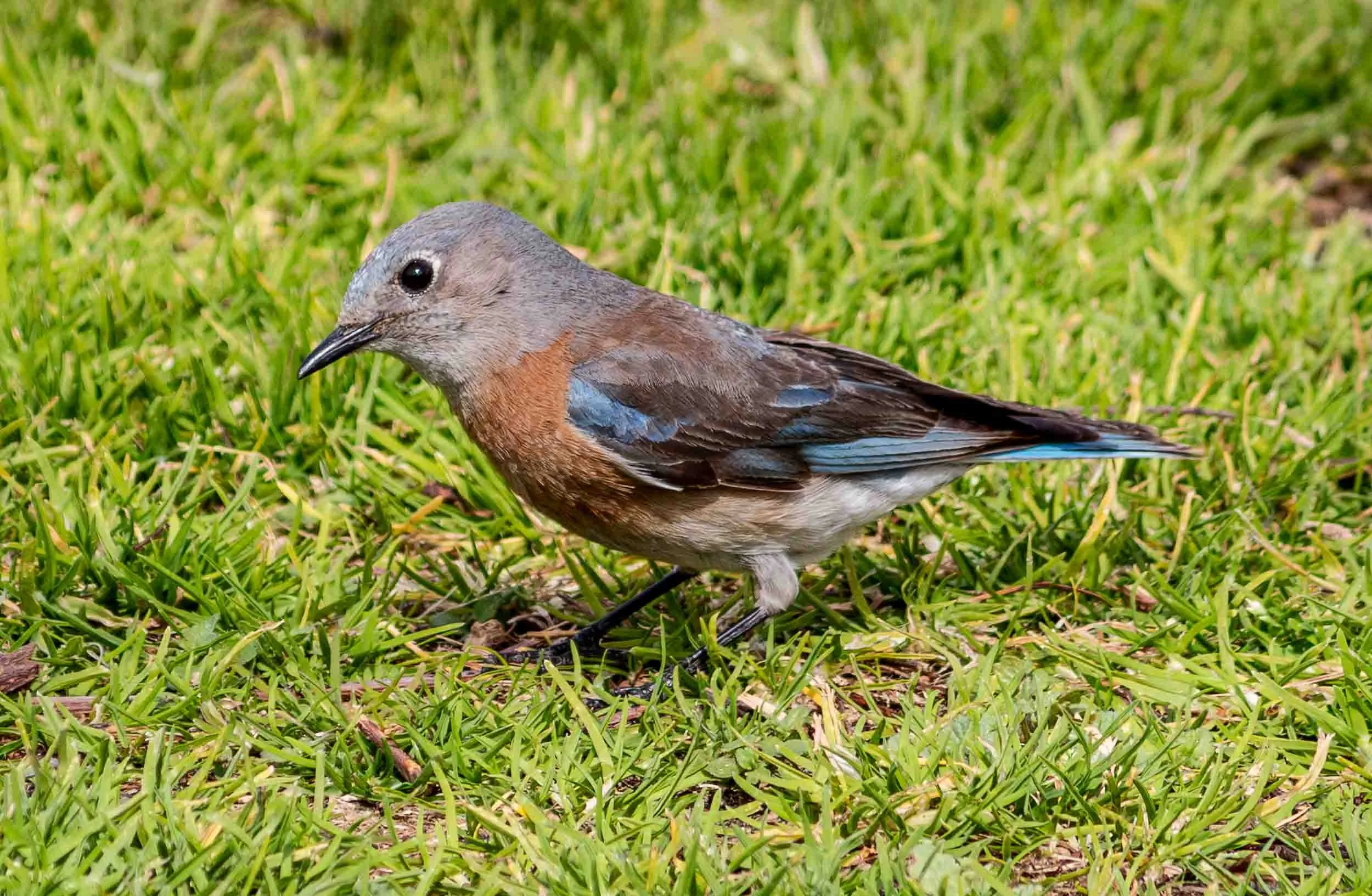 202302171322-IMG_4358-Edit-Fountain Valley-Female Western Bluebird - Mile Square Park.jpg