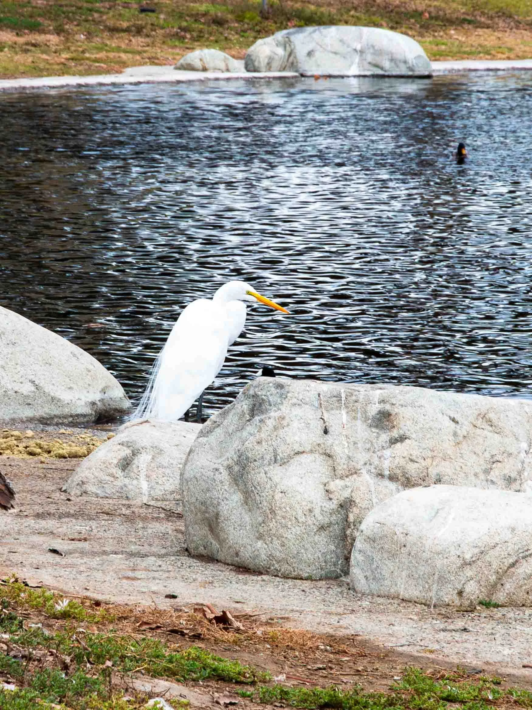 December 27, 2024: The Great Egret at Mile Square Park. To avoid confusion with the Snowy Egret, remember that the Snowy Egret is generally smaller and has a solid black bill.