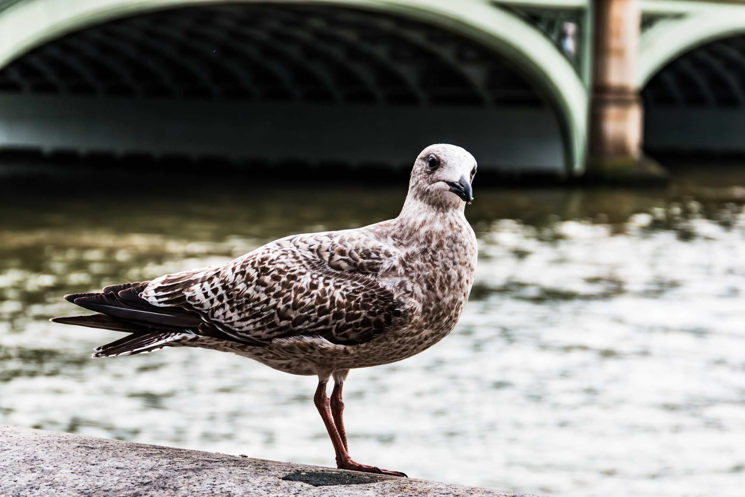 September 24, 2017: Juvenile European Herring Gull. It was near the London Eye in the UK