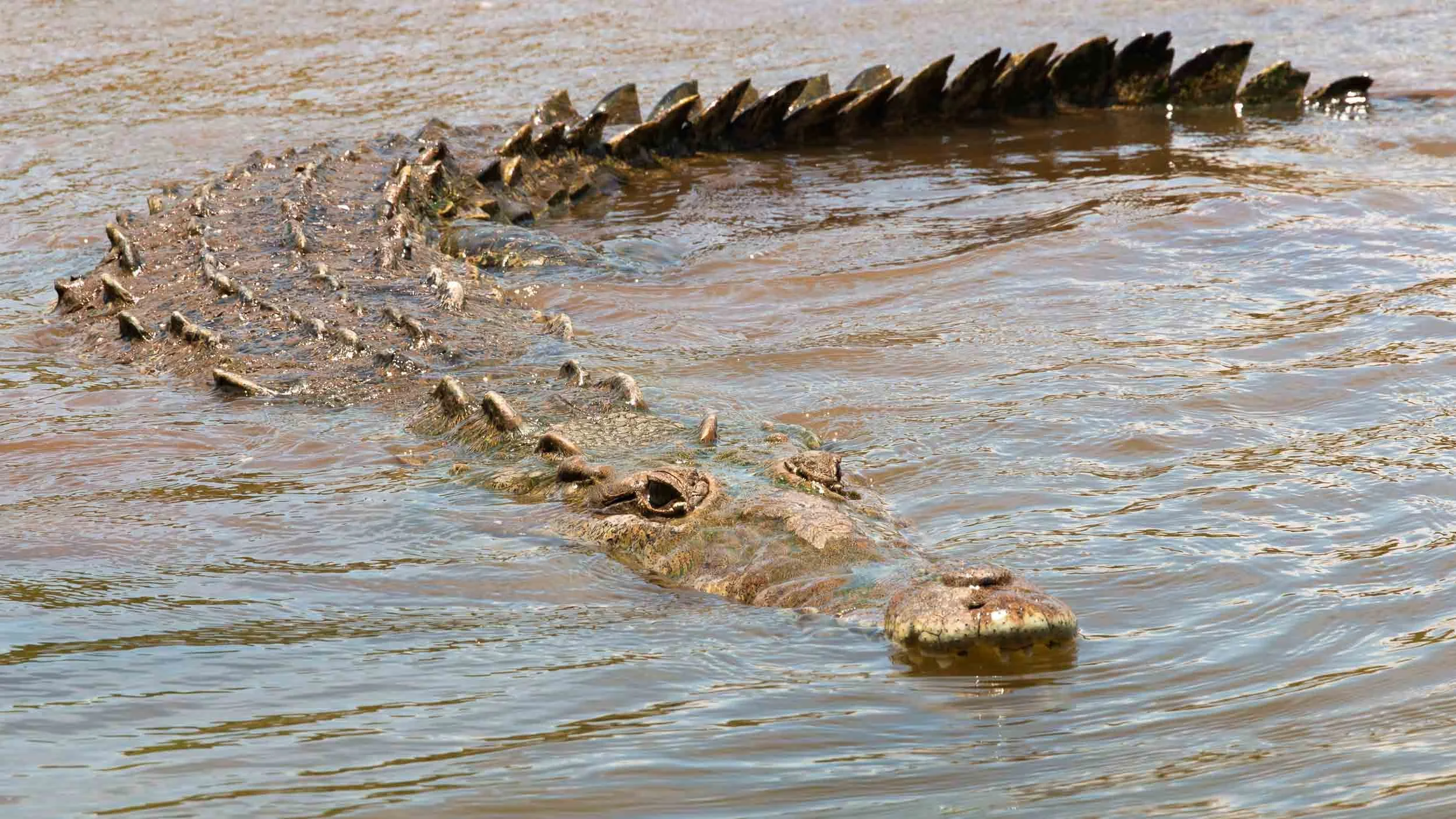 Crocodile on the Tarcoles River Tour #3