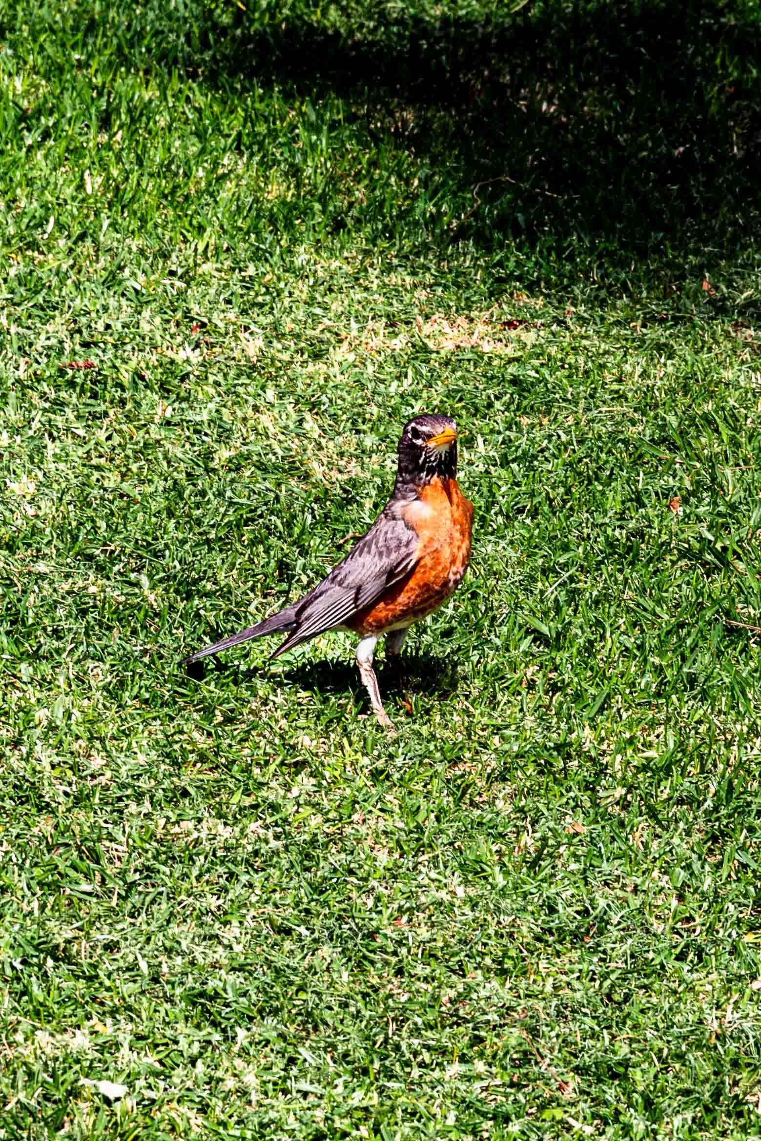 June 11, 2019: American Robin in Mile Square Park, Fountain Valley, California.