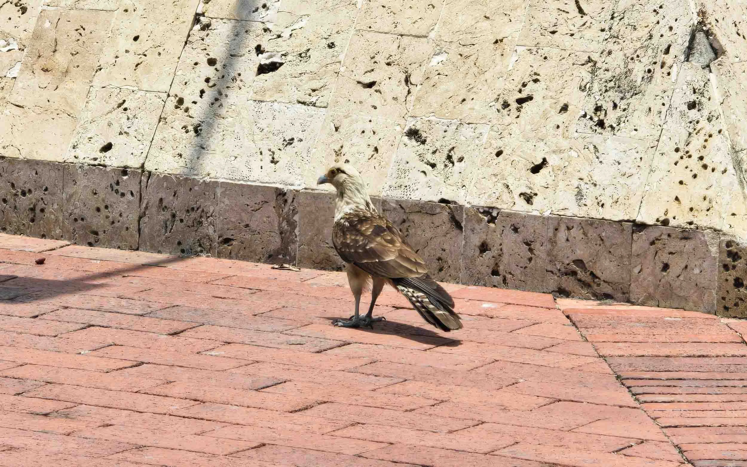 Caracara [kj]