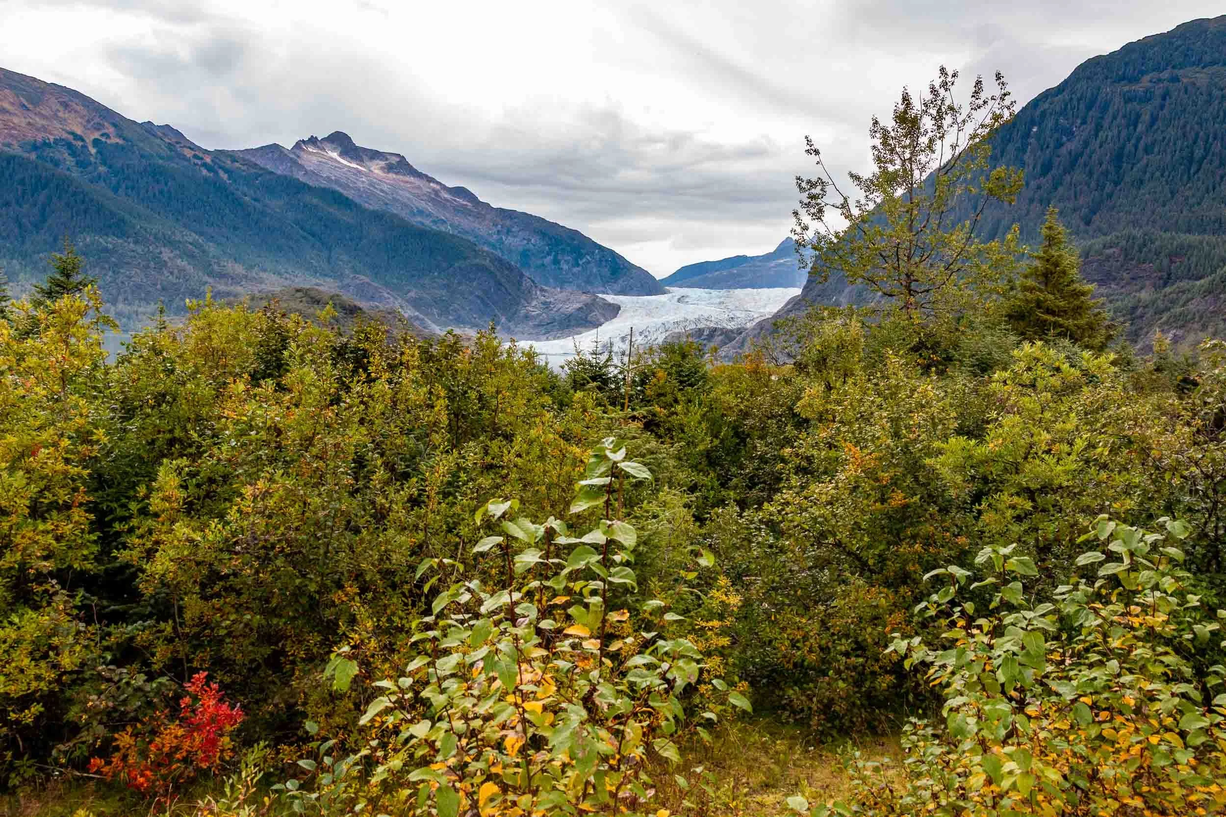 Vegetation in Mendenhall Park. The Mendenhall Glacier is in the background.