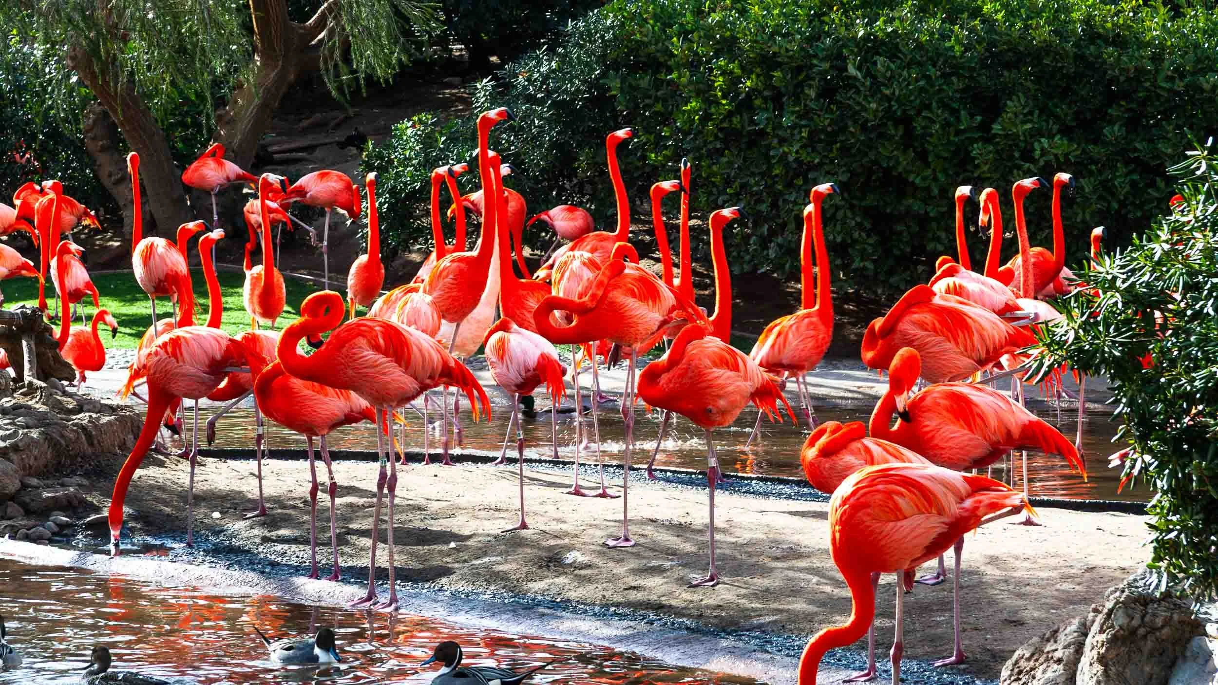 February 17, 2007 - San Diego: Flamingoes at Sea World.