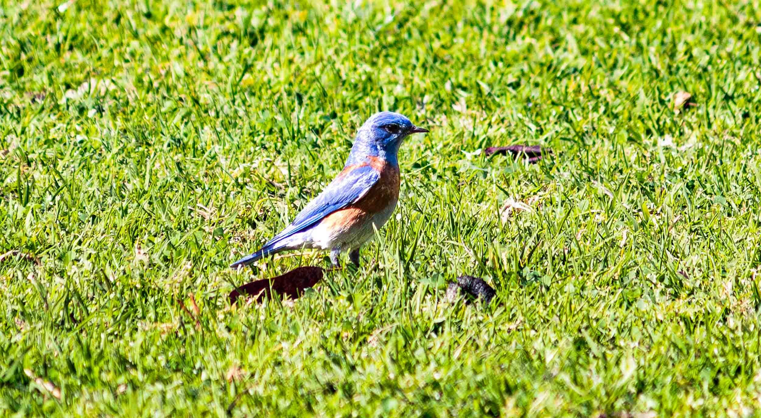 March 15, 2025: Male Western Bluebird at Huntington Beach Central Park.
