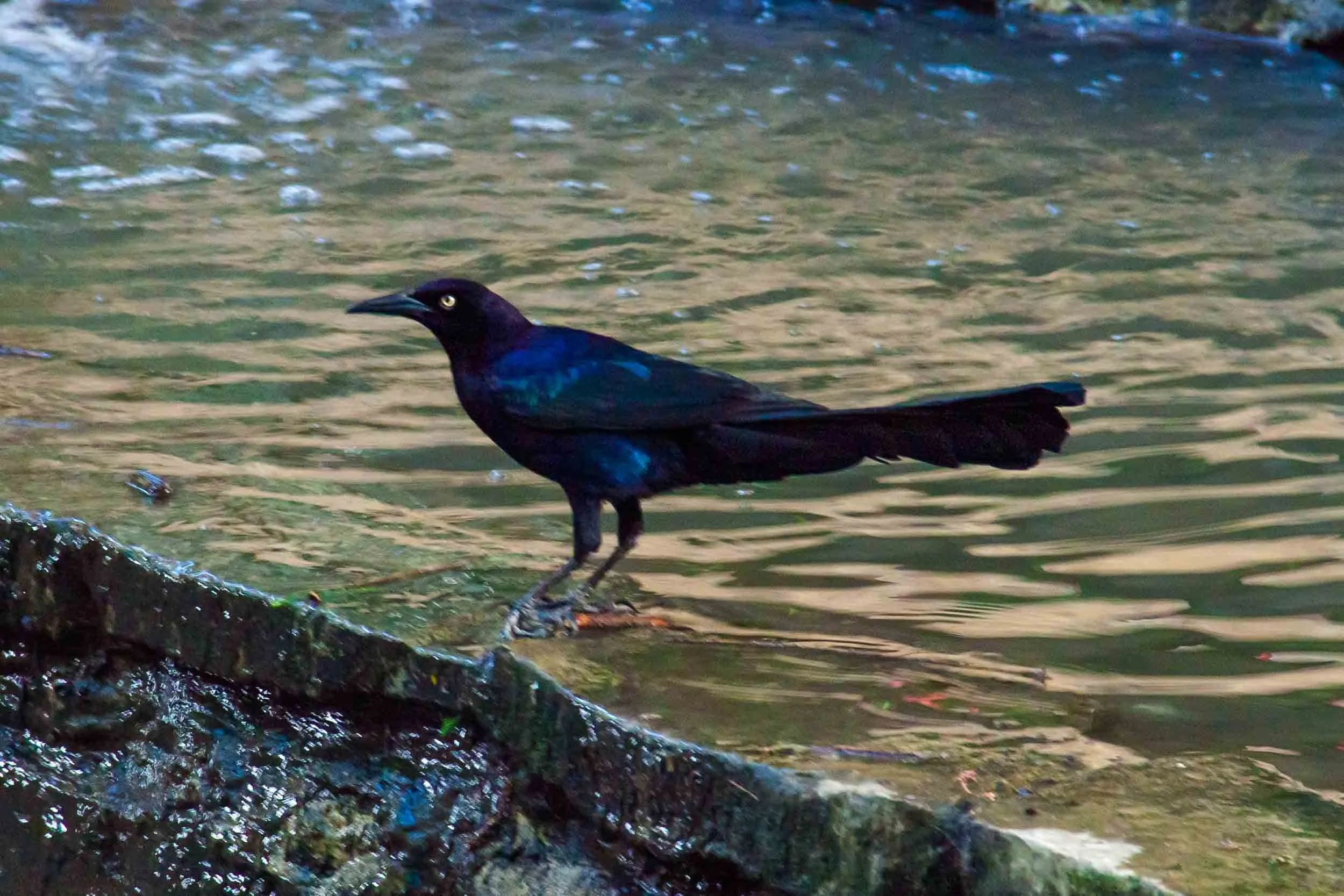 April 11, 2014 - San Antonio: Great-tailed Grackle
