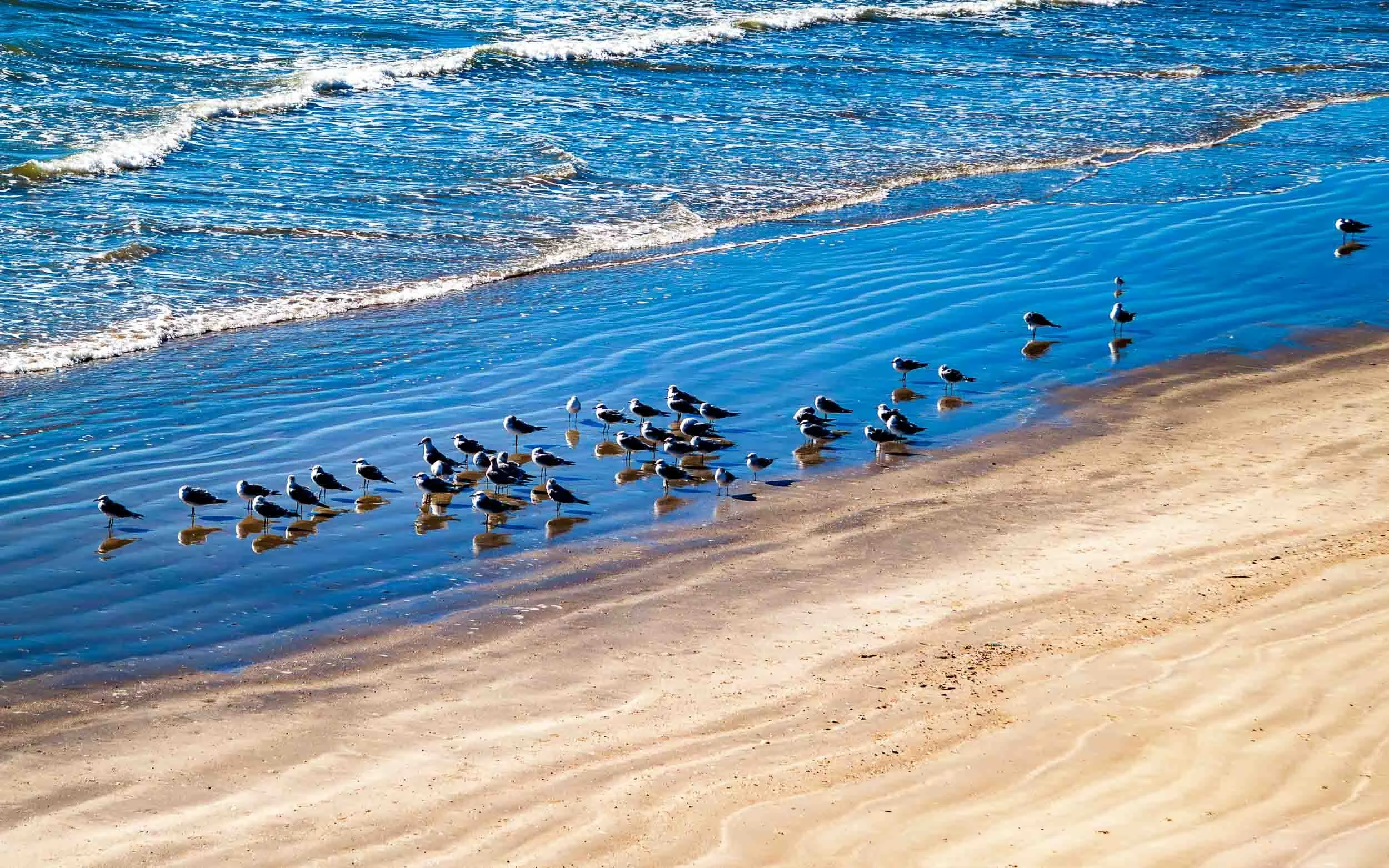 November 4, 2011: Seagulls on the beach one early morning in Galveston, Texas.