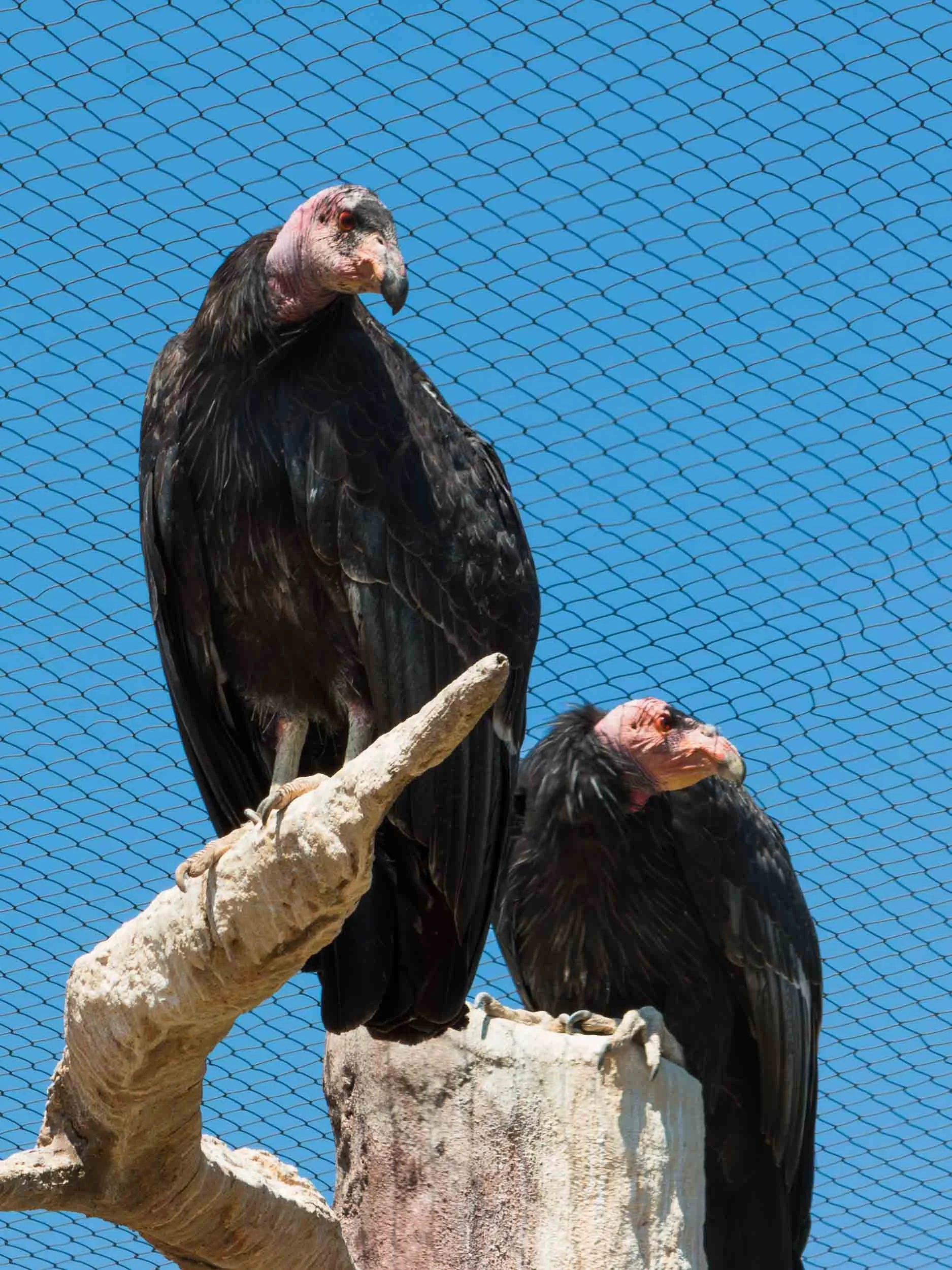 August 30, 2016: California Condor at the San Diego Zoo.