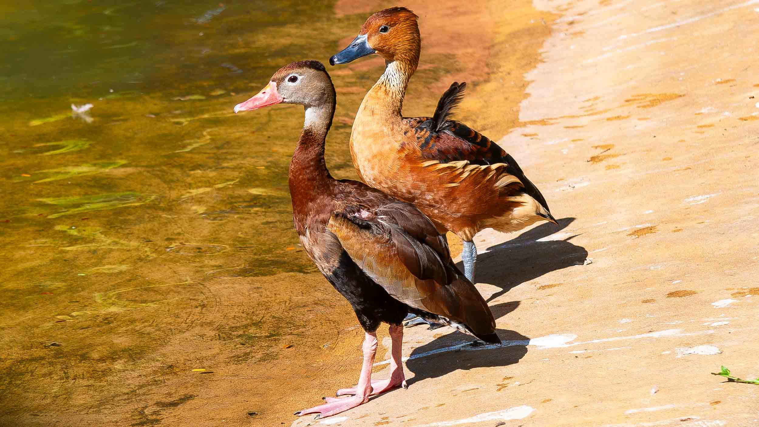 August 18, 2008 - Whistling Ducks