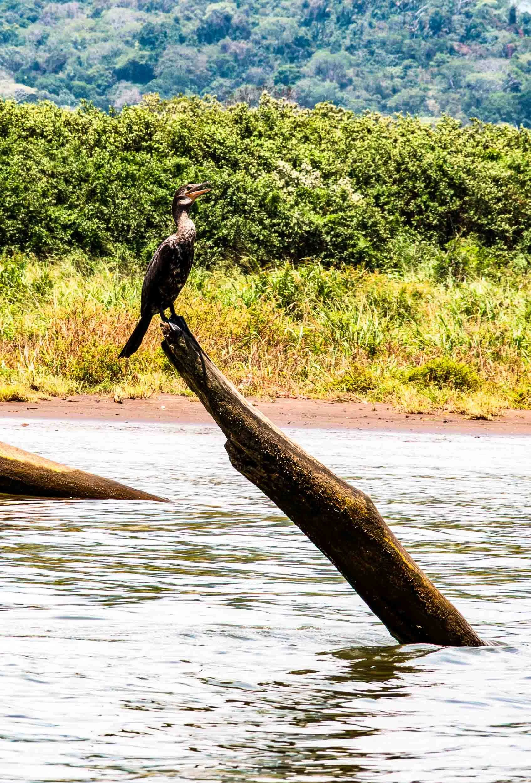 Cormorant
