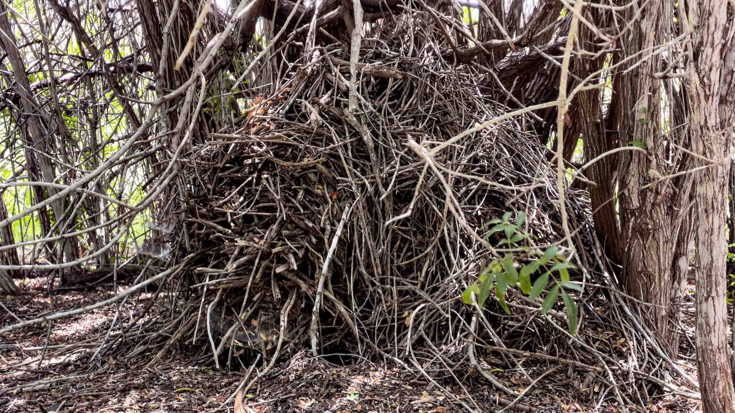 Wood Rat Lodge