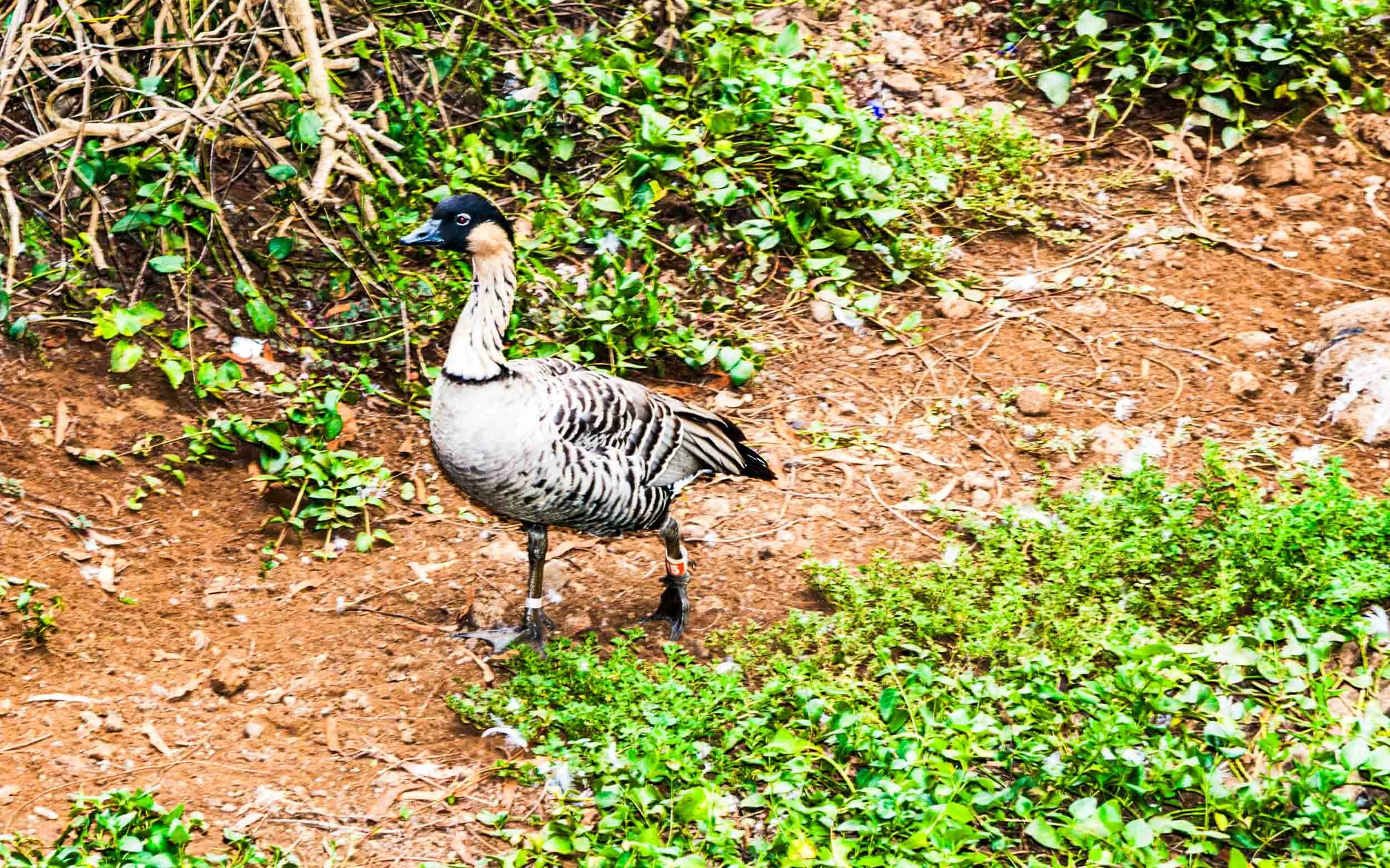 August 16, 2007: The Nene, (aka Hawaiian Goose, Branta sandvicensis). It is the official state bird of Hawaii and is the rarest goose in the world. It is endemic to Hawaiian Islands.