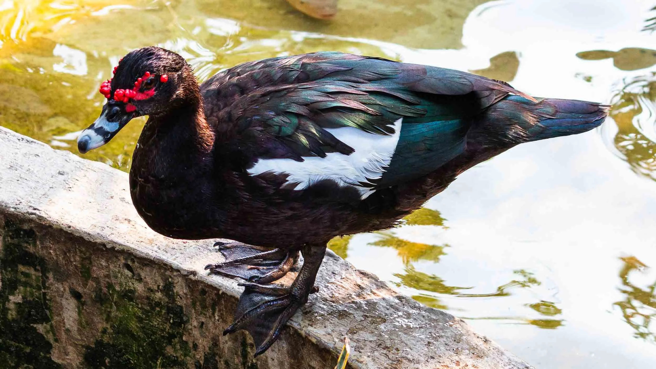 Muscovy Duck