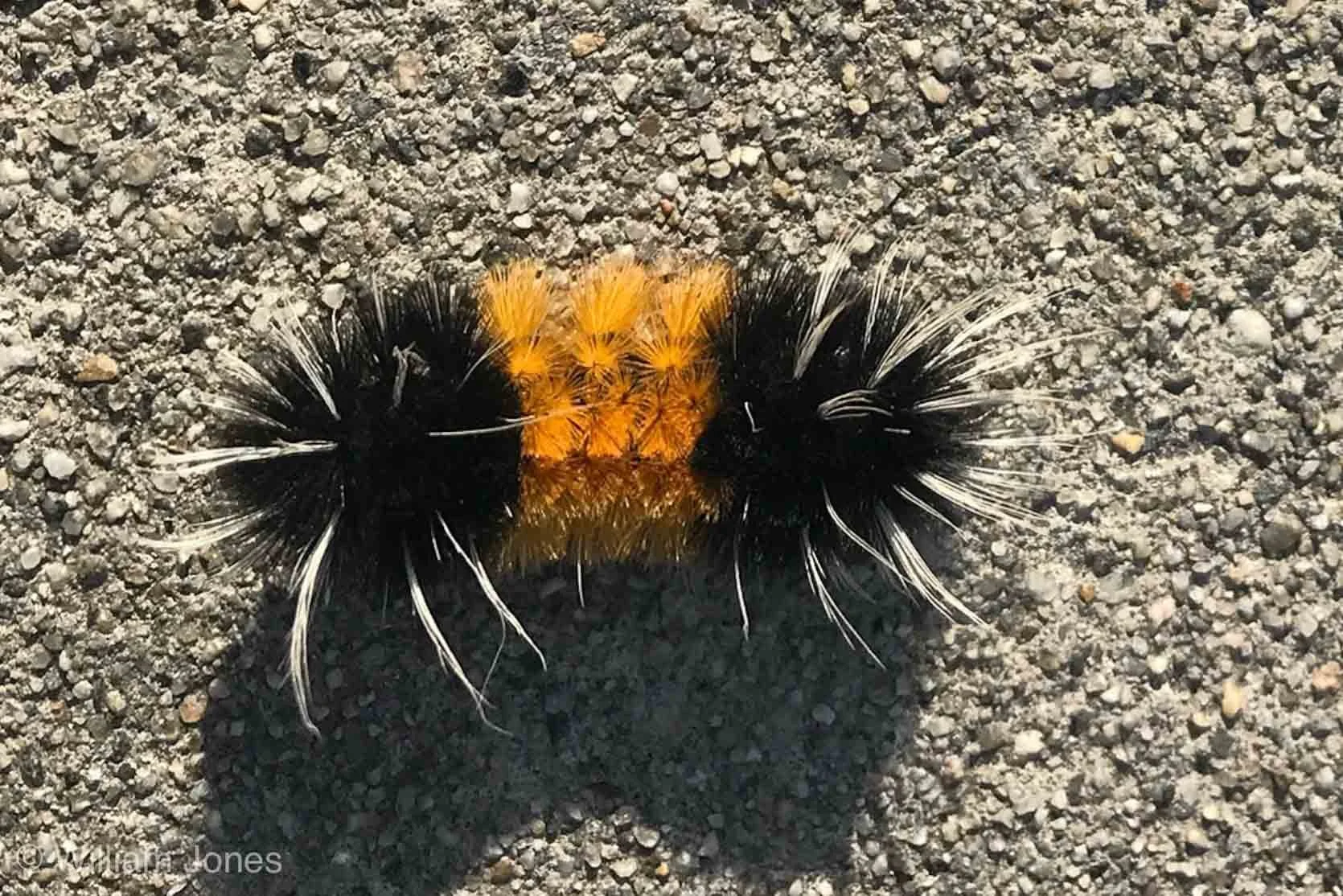 Woolly Bear - The larva of the Isabella Tiger Moth.