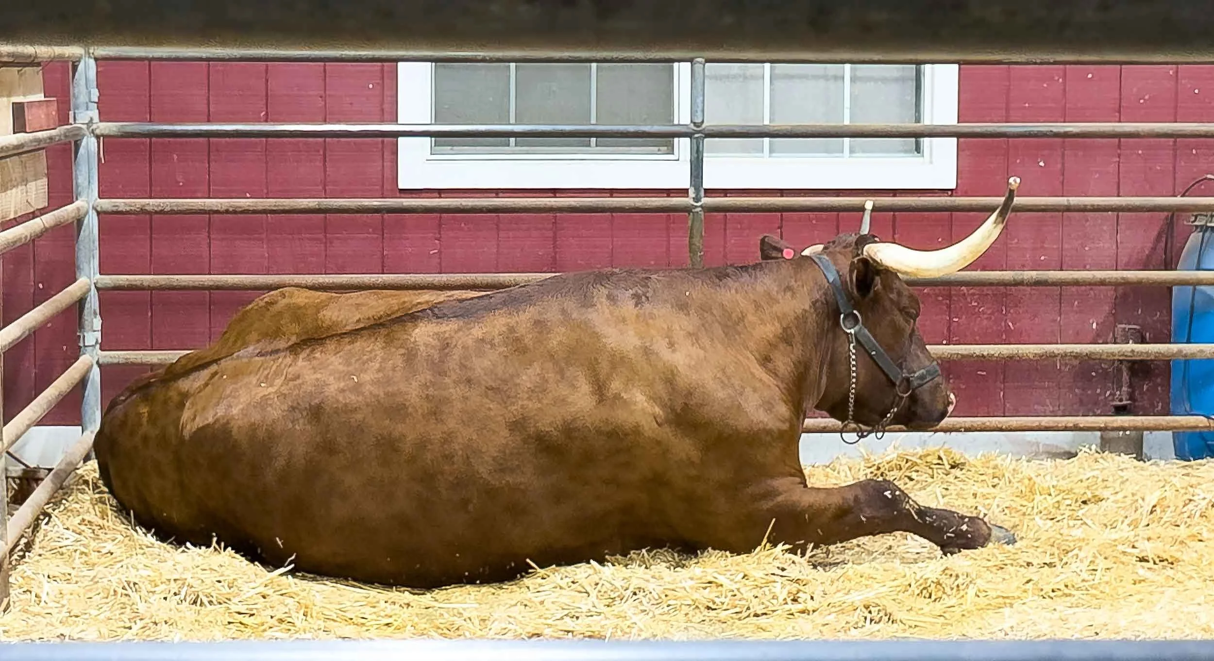 202607232041-IMG_2446-Edit-Costa Mesa-scenes from Orange County Fair.jpg