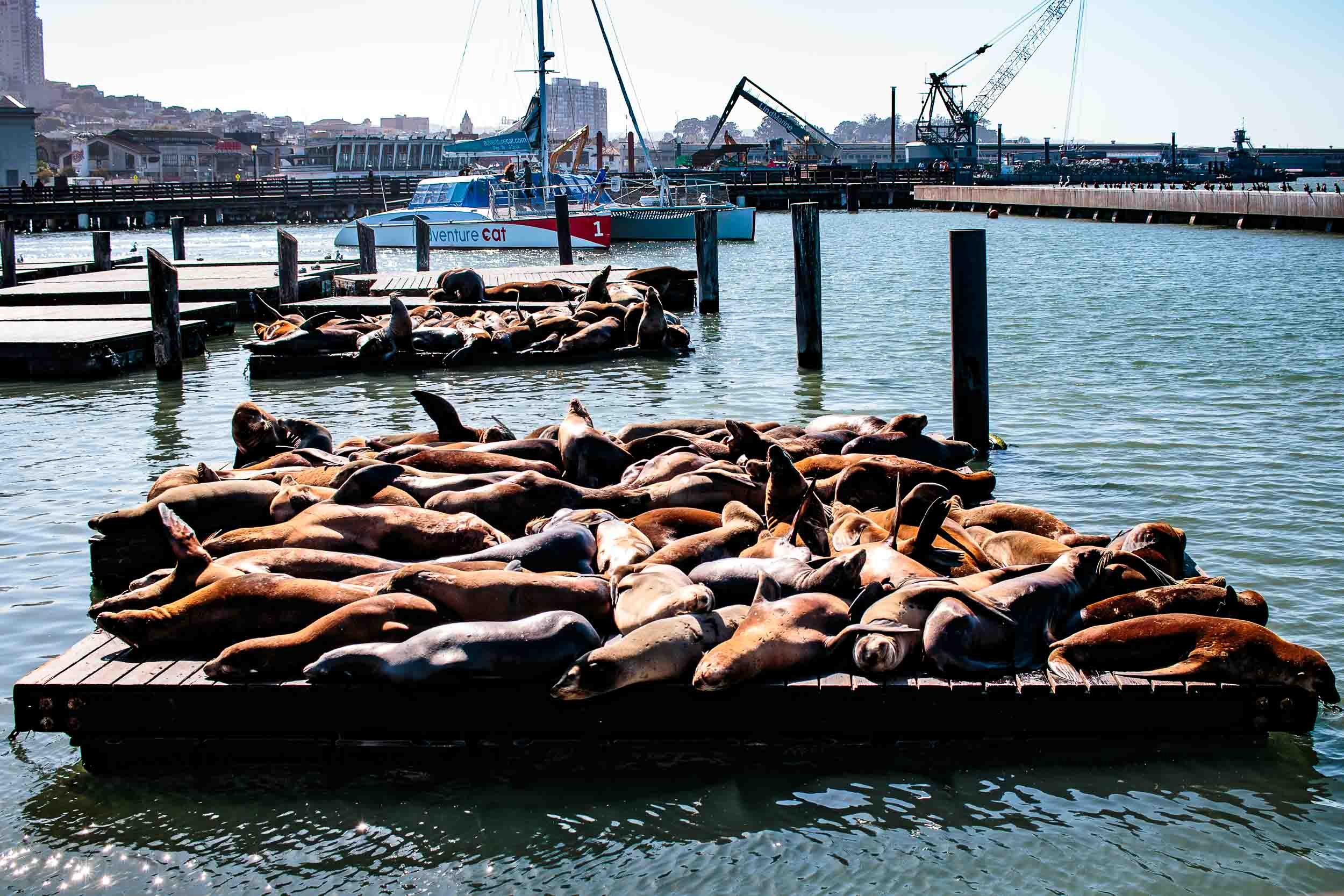 202509261507-IMG_8159-San Francisco-Pier 39.jpg