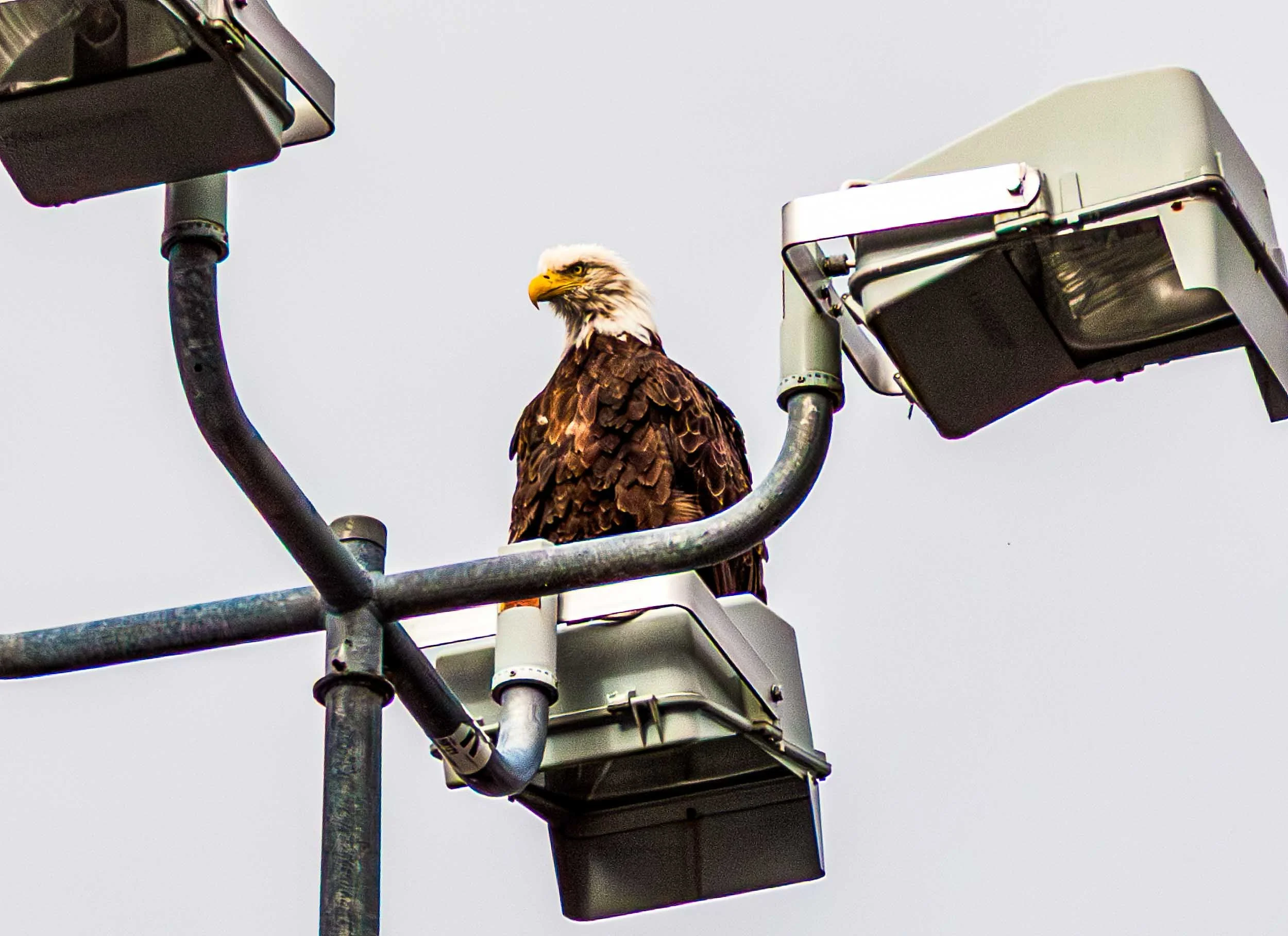 September 5, 2014 - Ketchikan, Alaska: The Bald Eagle is watching the harbor.