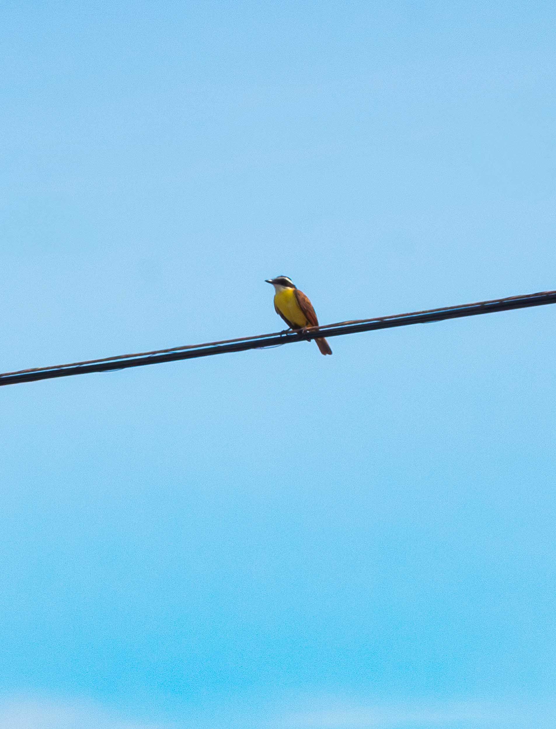 April 22, 2025: Great Kiskadee in Puntarenas, Costa Rica.