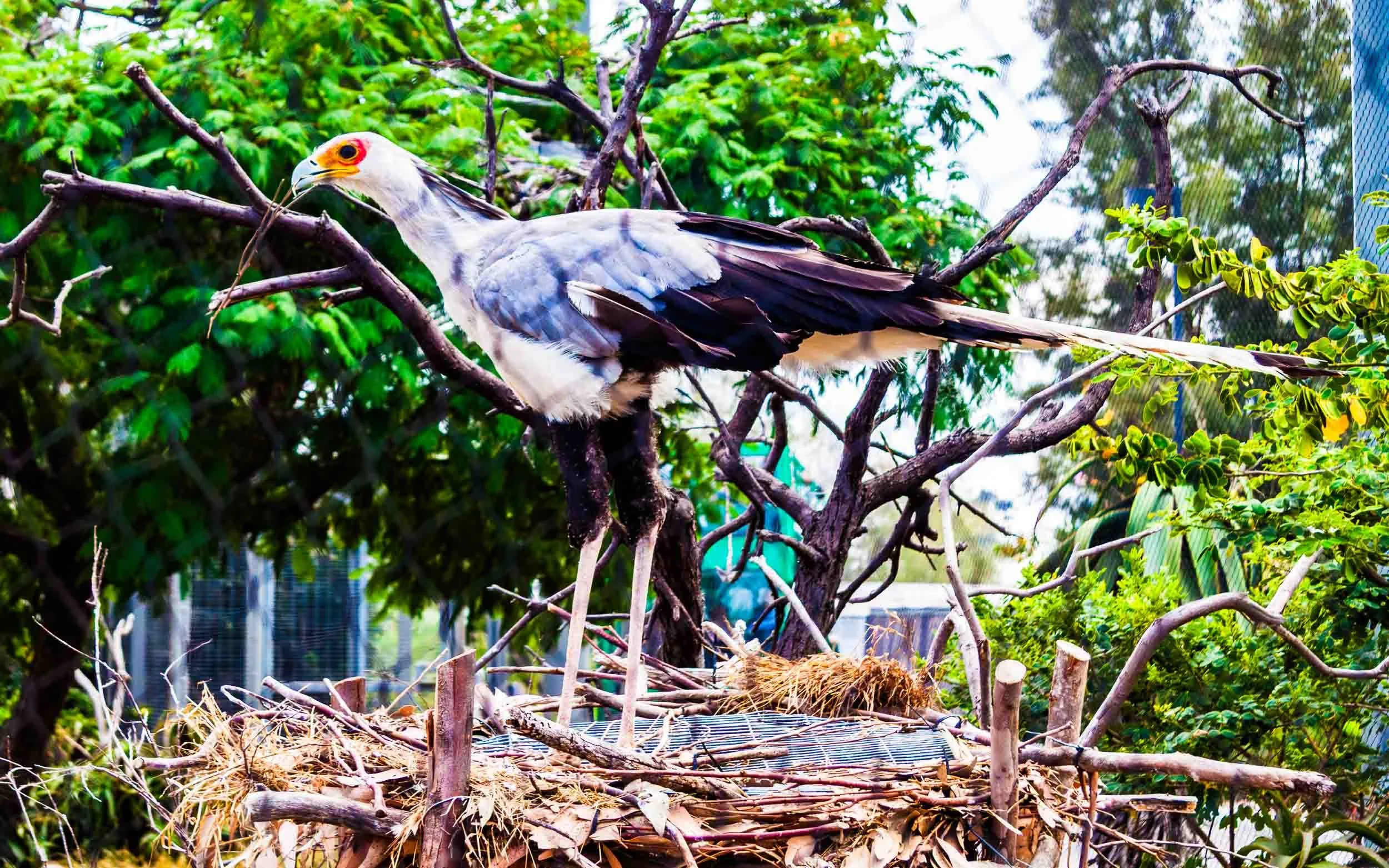 July 3, 2013: Secretarybird at San Diego Zoo.