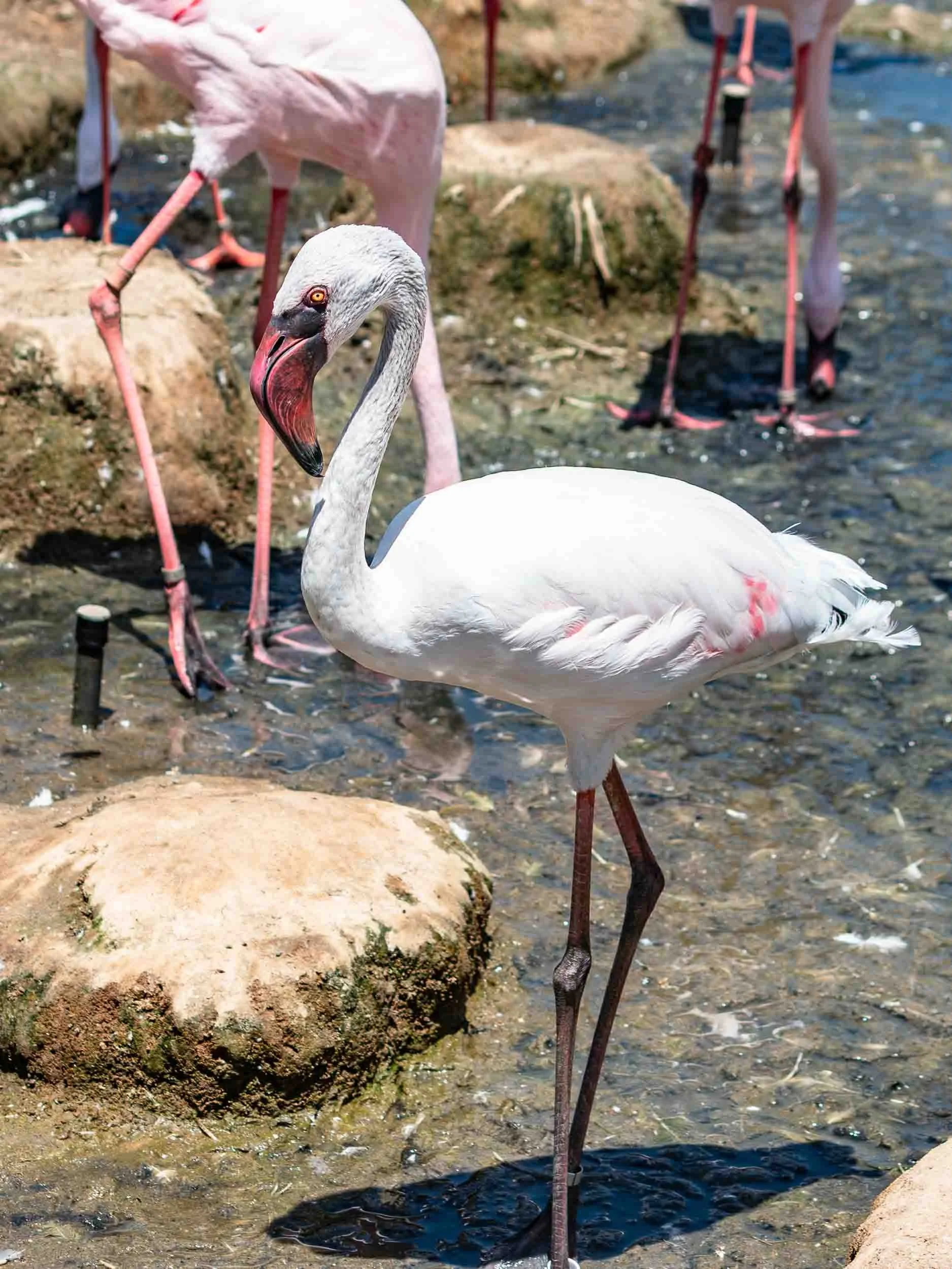 August 3, 2019 - Escondido: Flamingo.