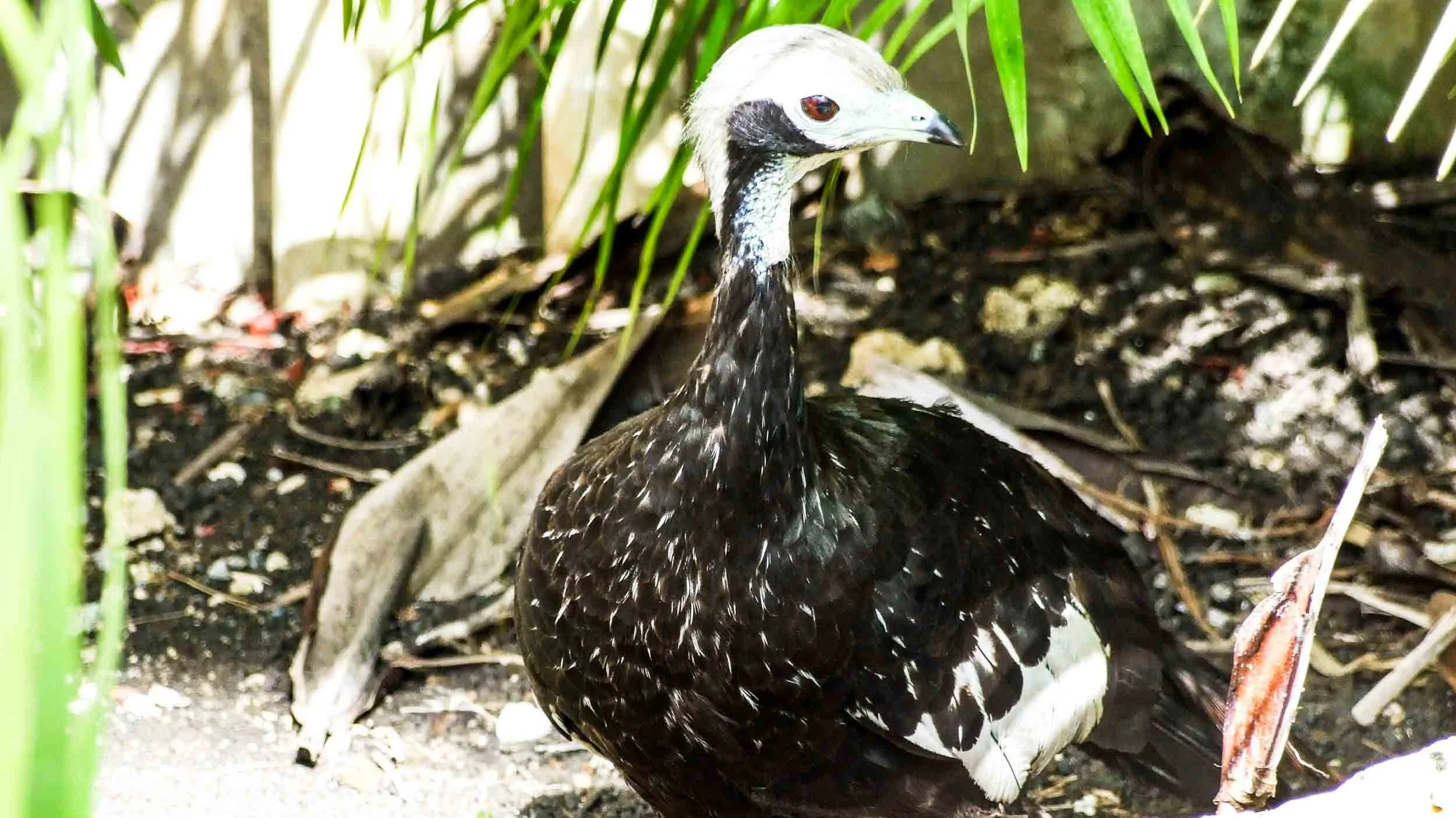 August 18, 2008 - Barbados: Piping Guan.