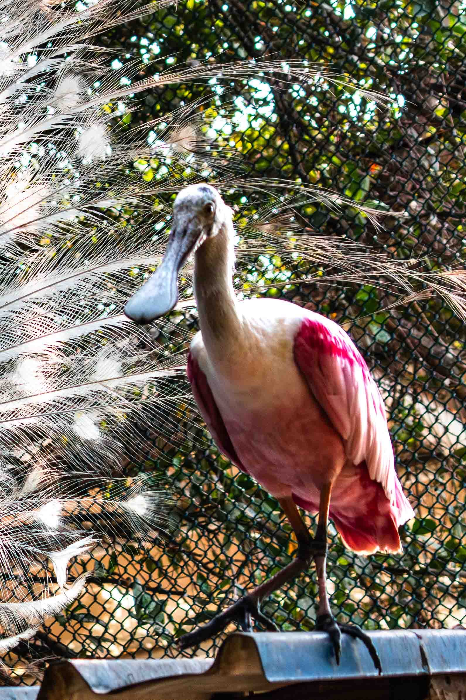 Roseate Spoonbill 