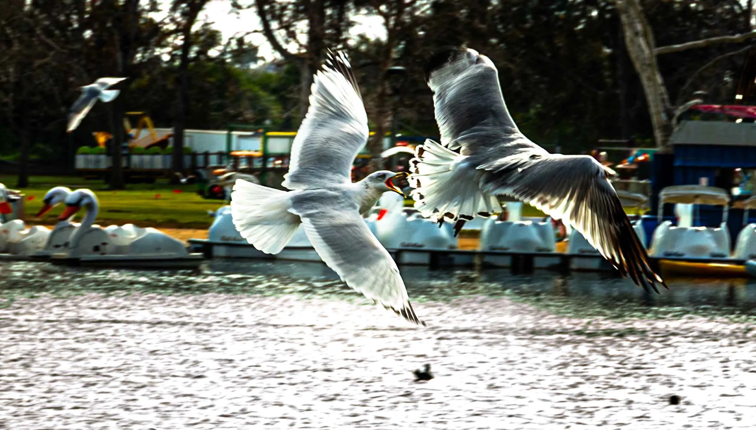 February 1, 2022 - Fountain Valley: Angry Birds - Gulls at war over Mile Square Park.