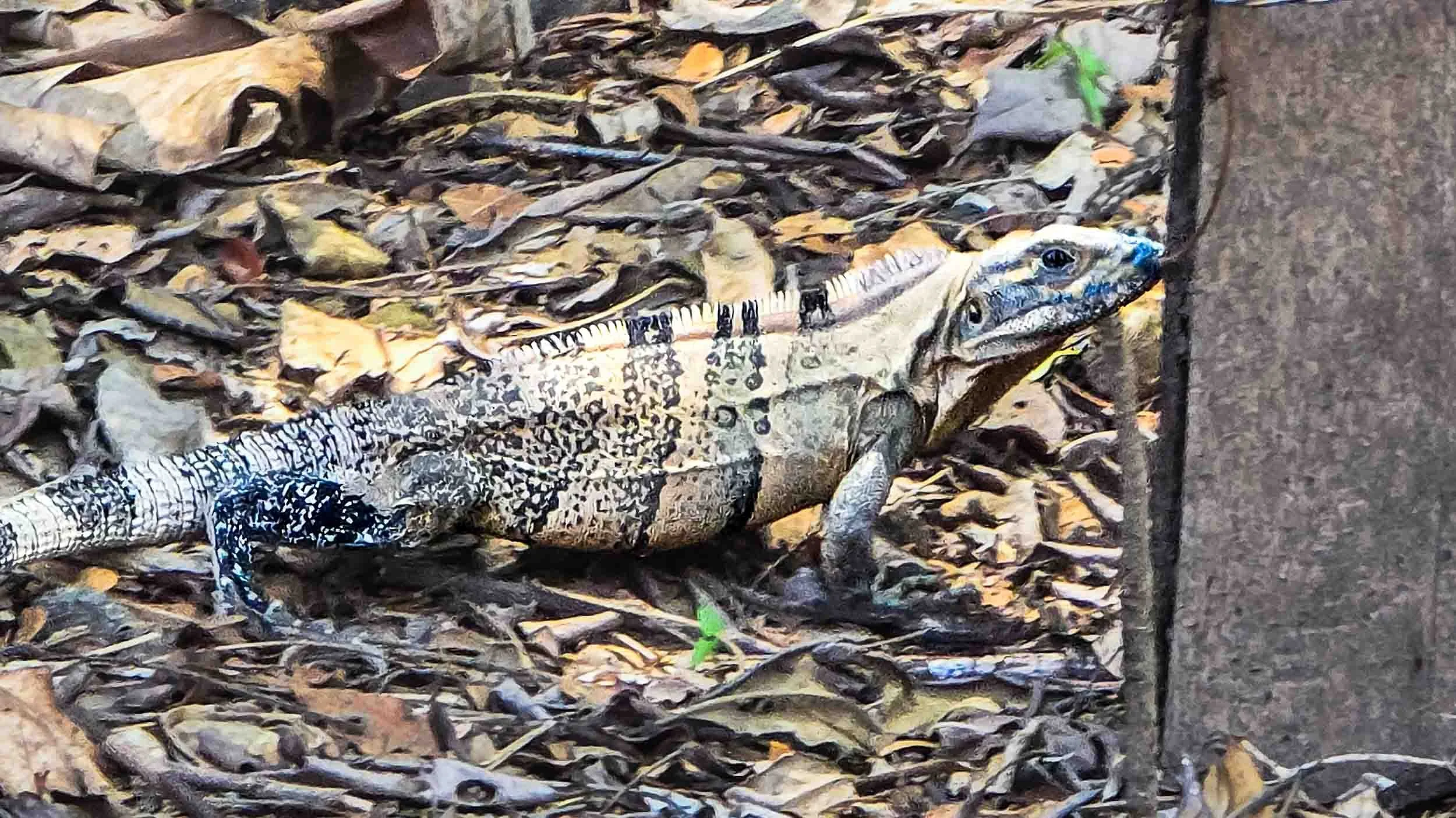 The Black Spiny-tailed Iguana.