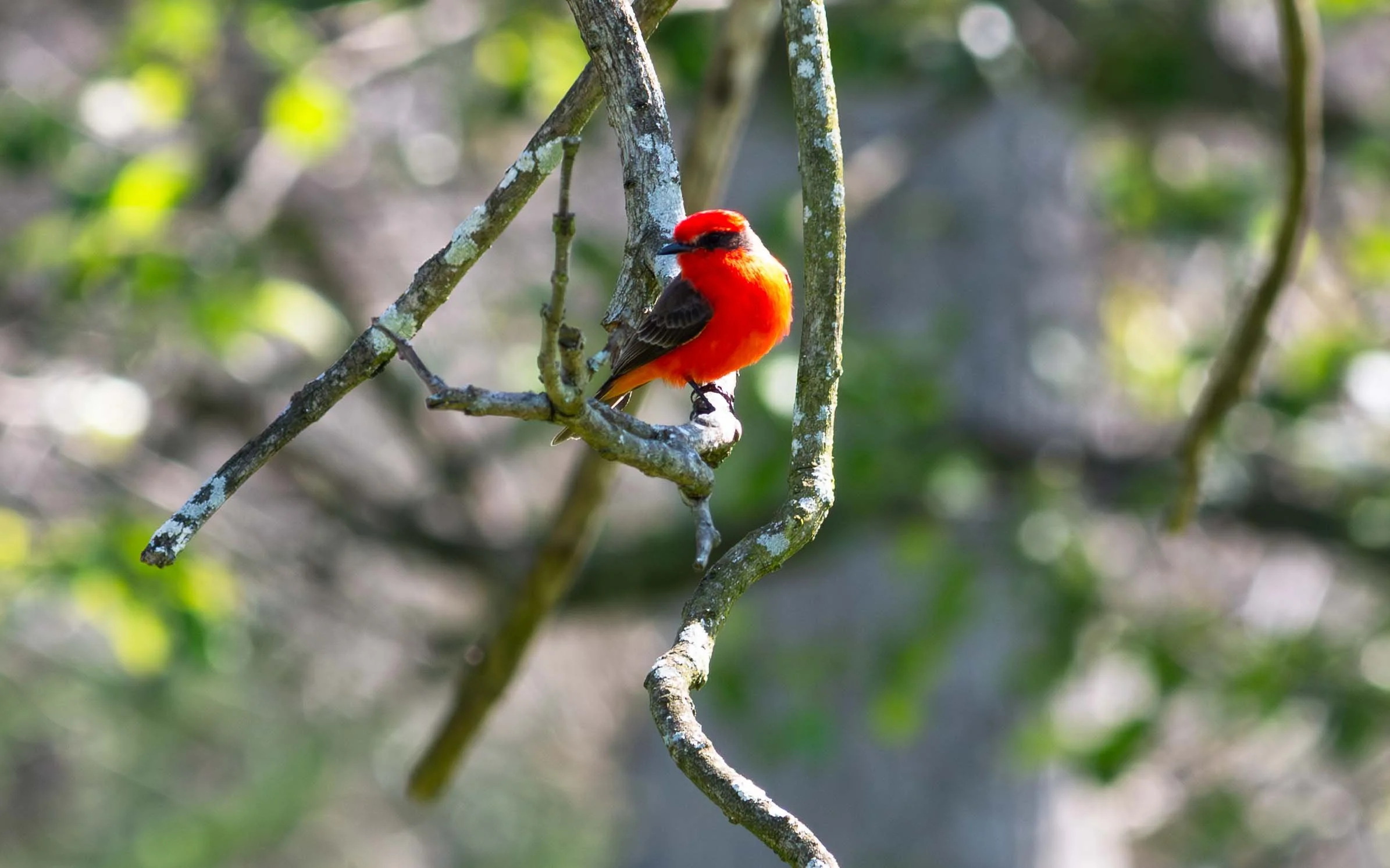 March 15, 2025: adult male Vermillion Flycatcher at Huntington Beach Central Park East in California. #2