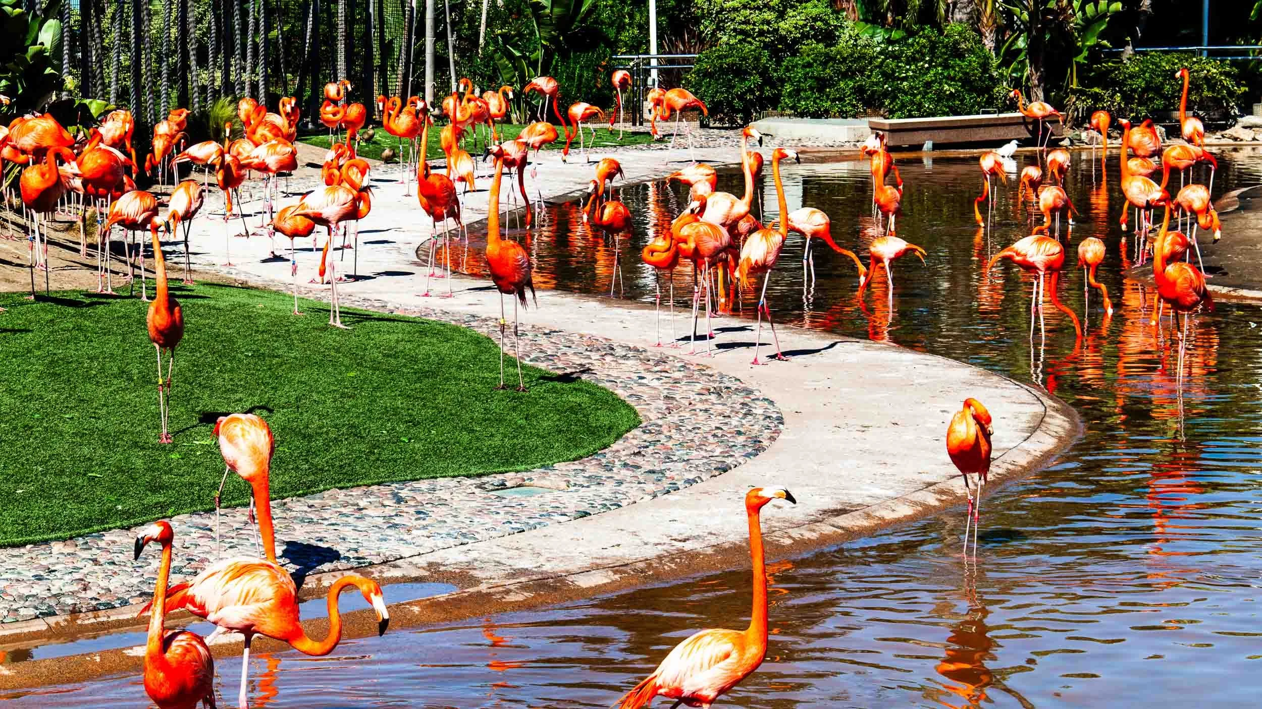 March 8, 2014 - San Diego: Flamingoes at Sea World.