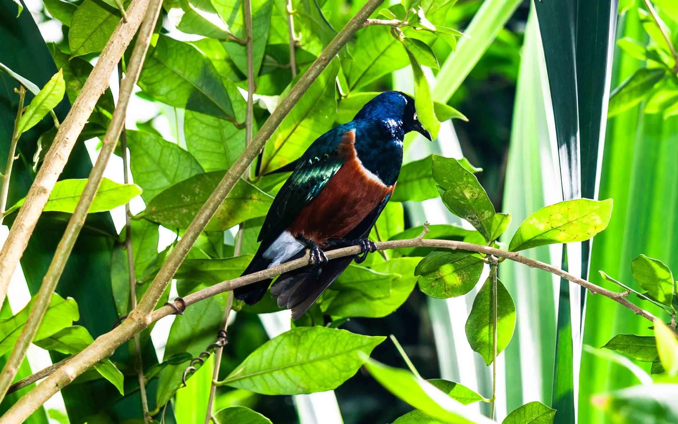 July 21, 2007: Superb Starling (Lamprotornis superbus) found in the Fortworth Botanical Gardens, Texas. 