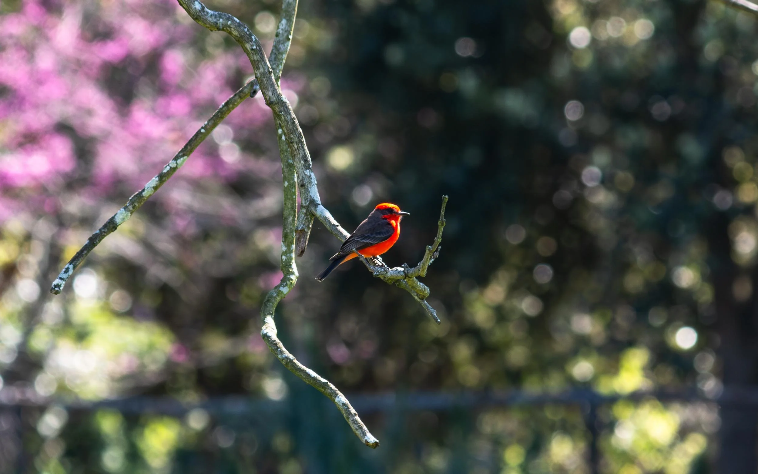 March 15, 2025: adult male Vermillion Flycatcher at Huntington Beach Central Park East in California. #1