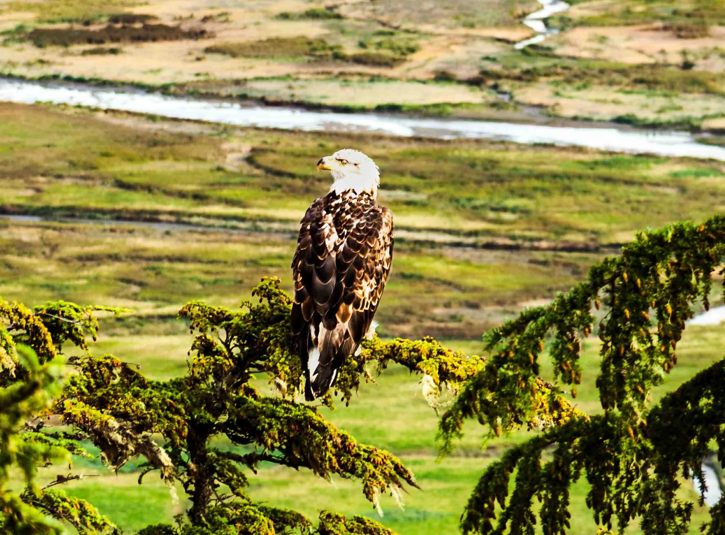 201409021633-IMG_3002-Juneau-The Bald Eagle-Edit.jpg