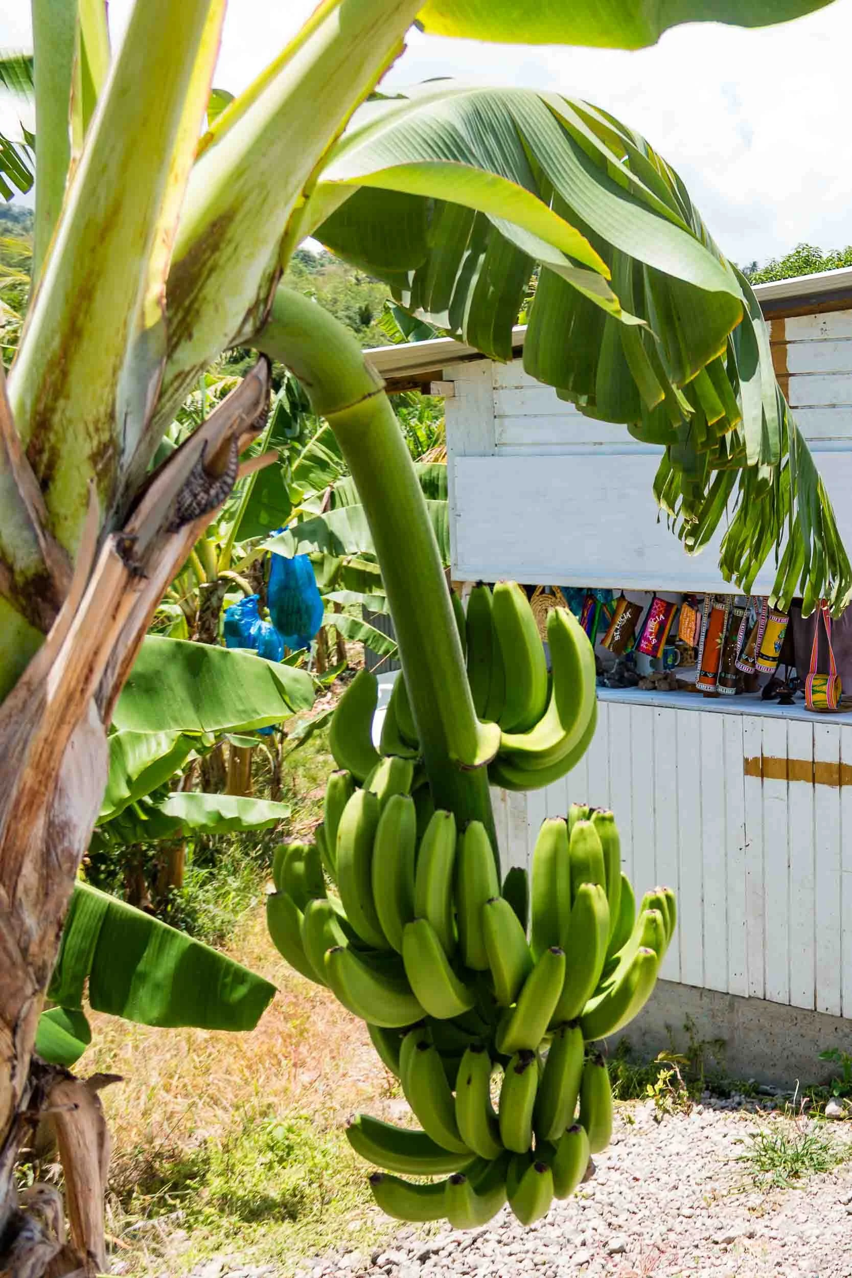May 4, 2017: Banana Country, St. Lucia, West Indies.