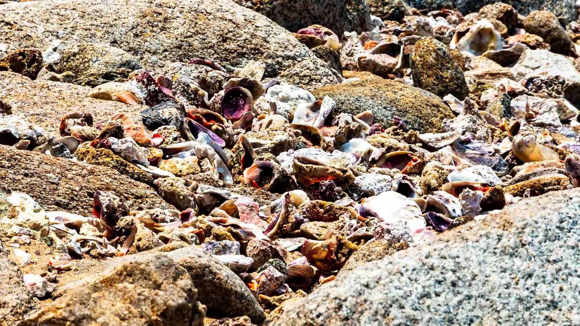 Sea Shells on the Sea Shore.