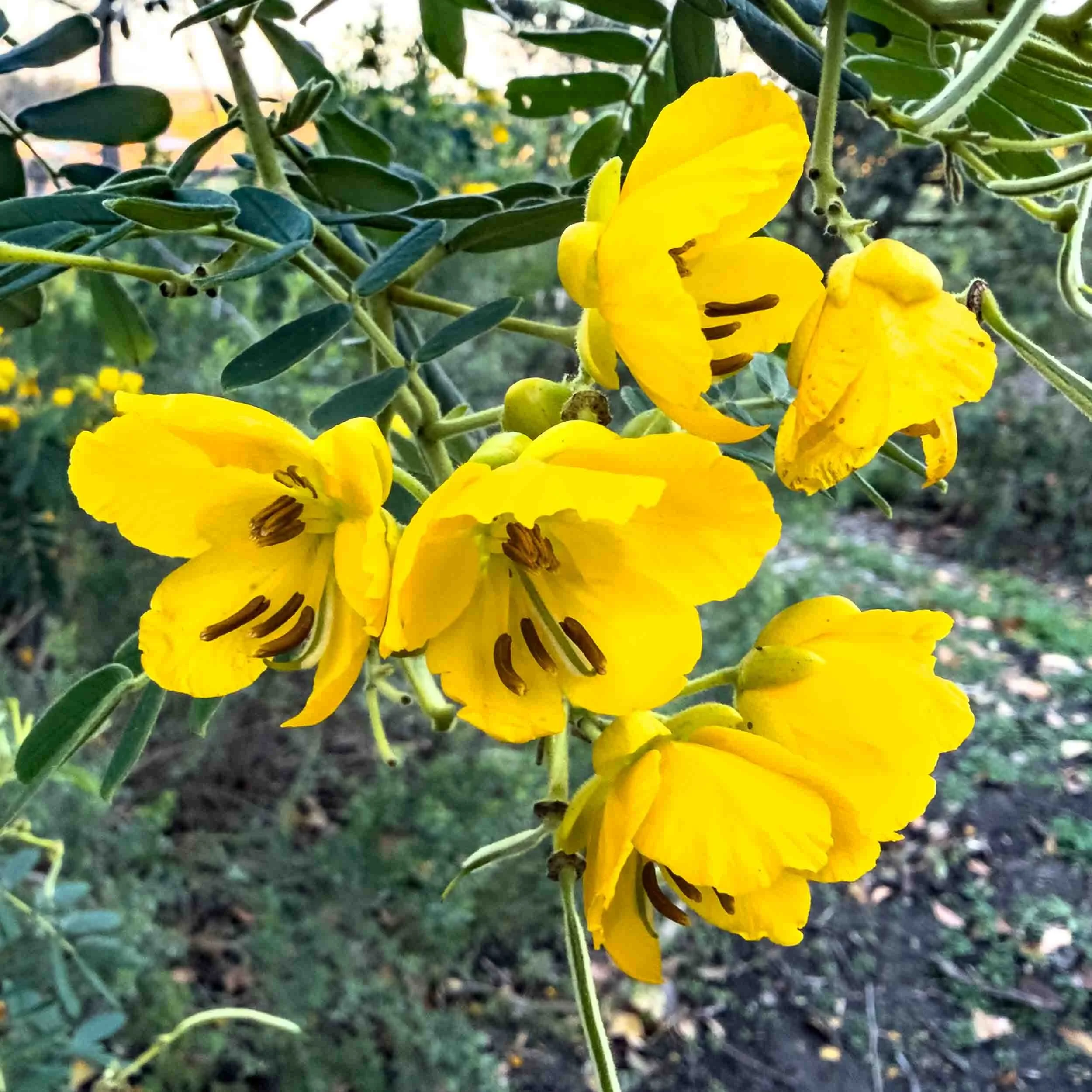Island Snapdragon.