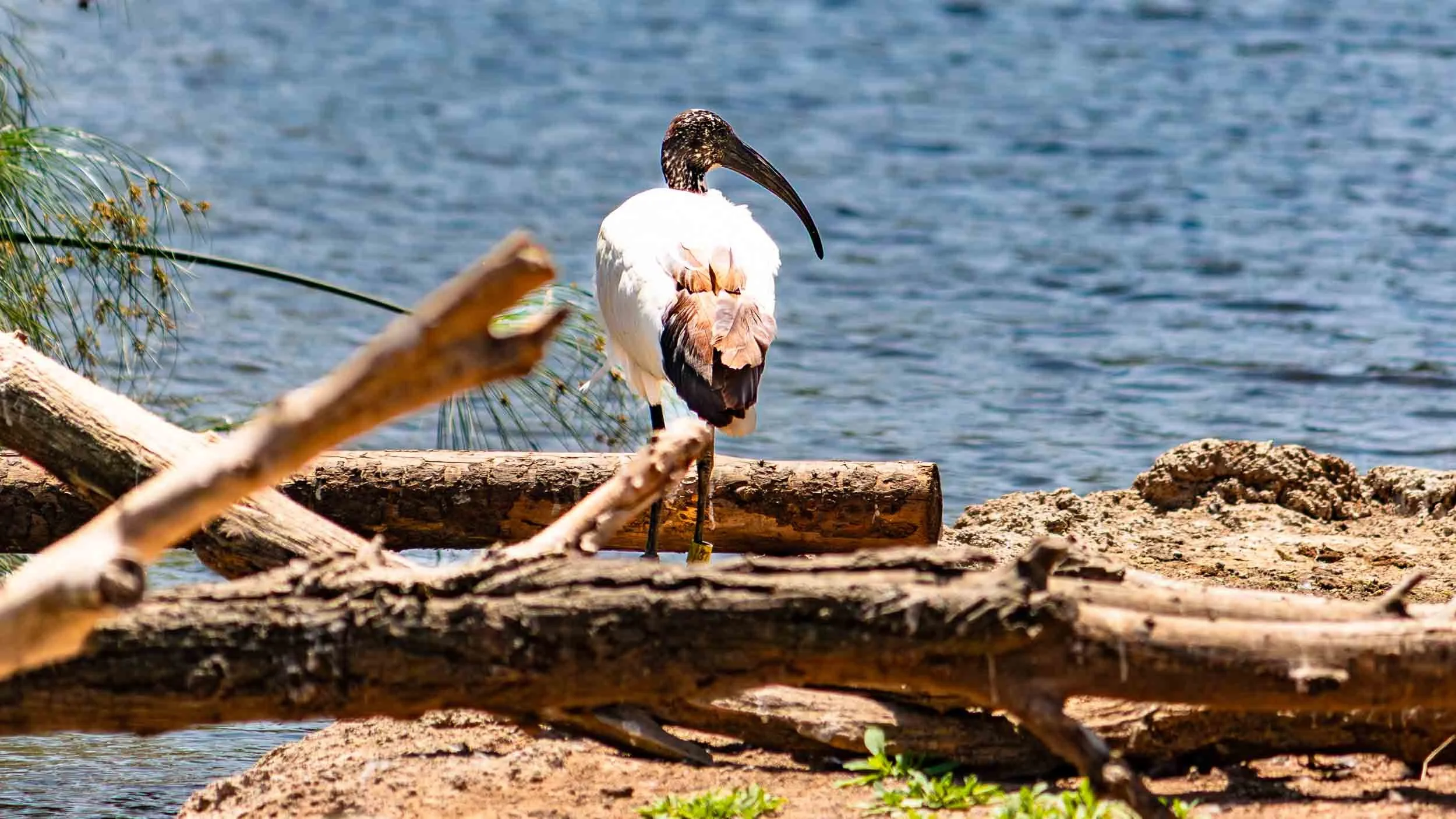 August 3, 2019 - Escondido: Malagasy ibis