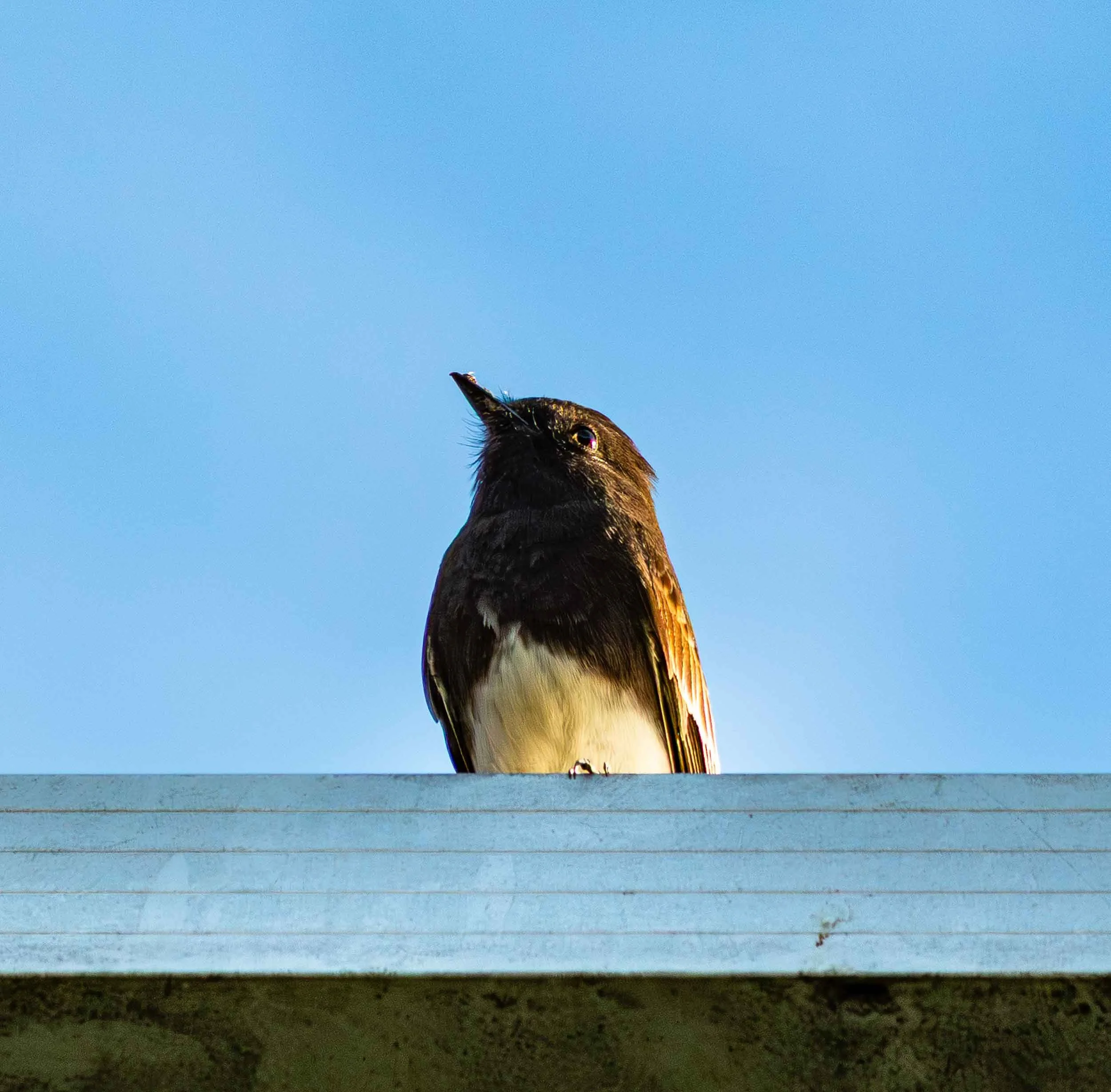 February 19, 2022: Black Phoebe in Huntington Beach Central Park East.