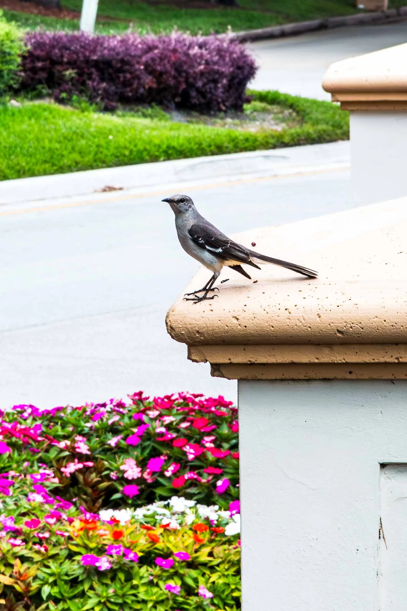 March 20, 2024 - Weston, Florida: Northern Mockingbird in Peace Mound Park.