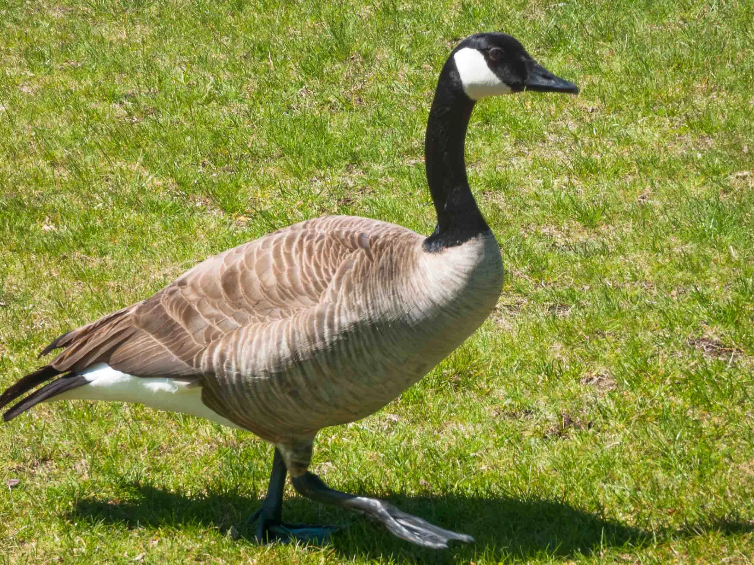 May 2, 2004 - Boise, Idaho: Canada Goose in Julia Davis Park.