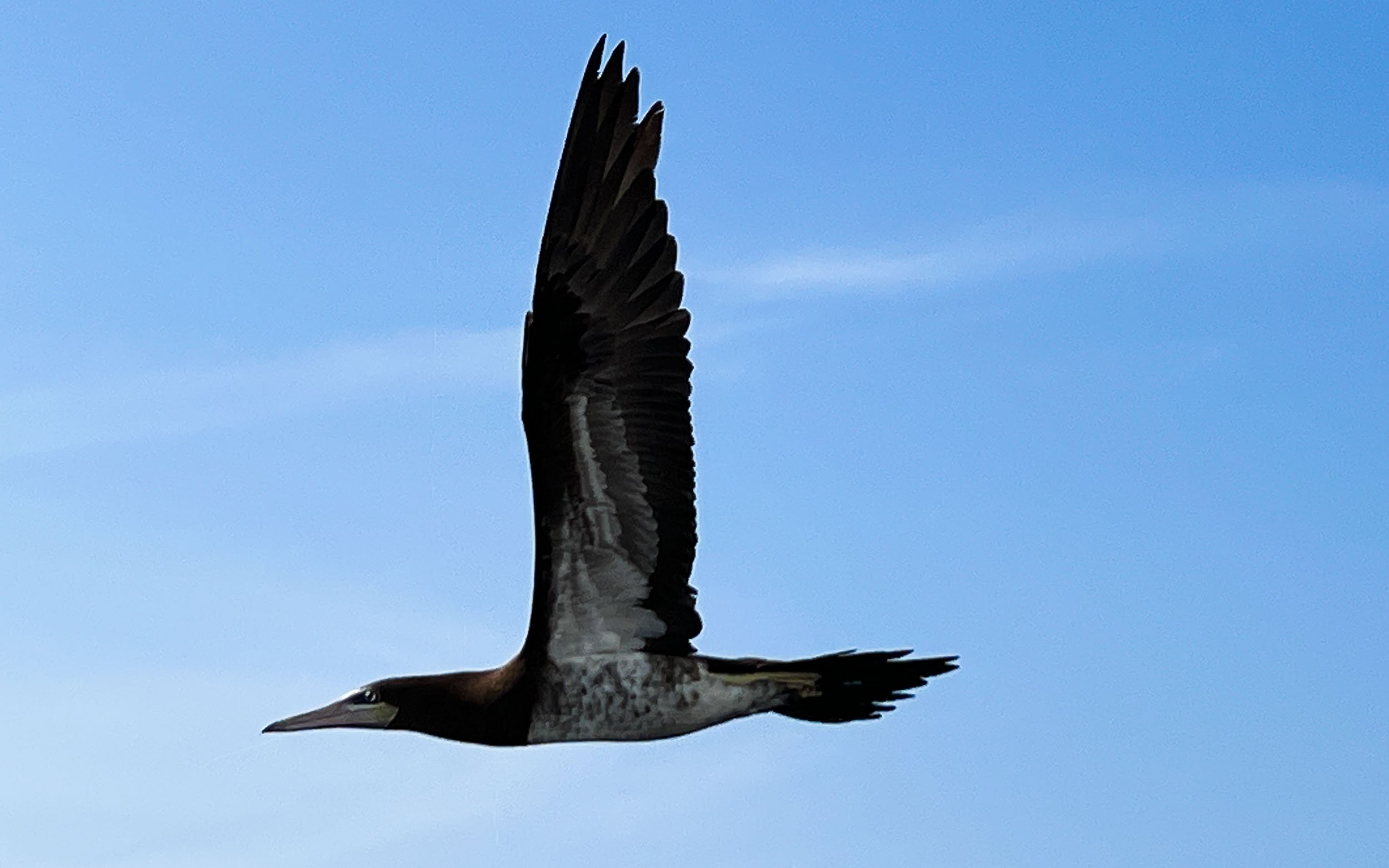 April 24, 2025: A juvenile Brown Booby.