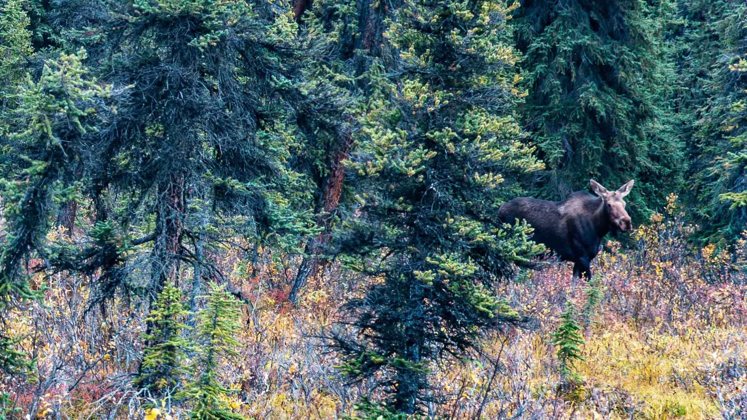 A female moose (cow) being guarded.