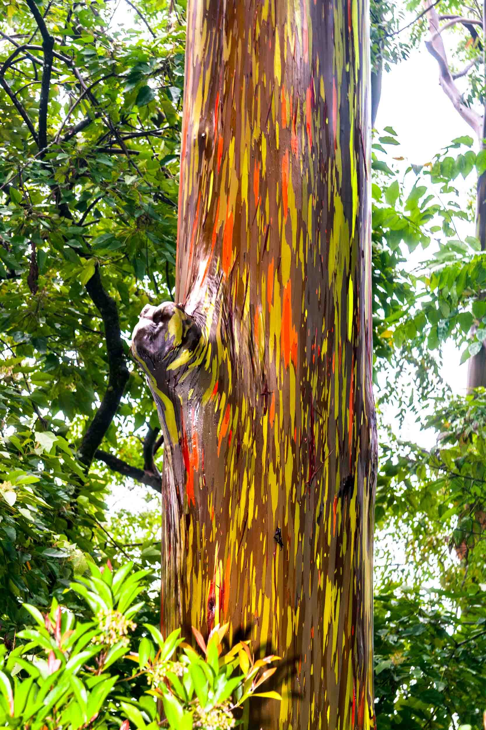 August 14, 2007: Rainbow Eucalyptus in Maui, Hawaii.