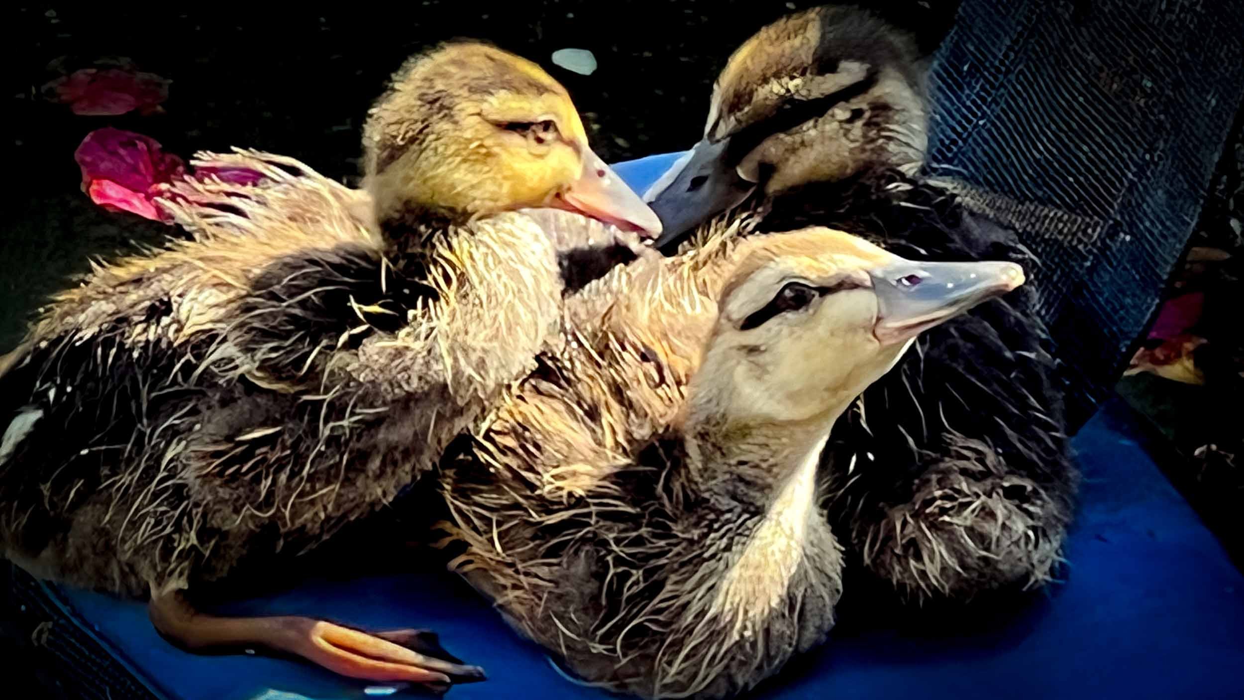 April 24, 2022 - Huntington Beach: Ducklins in a pond.