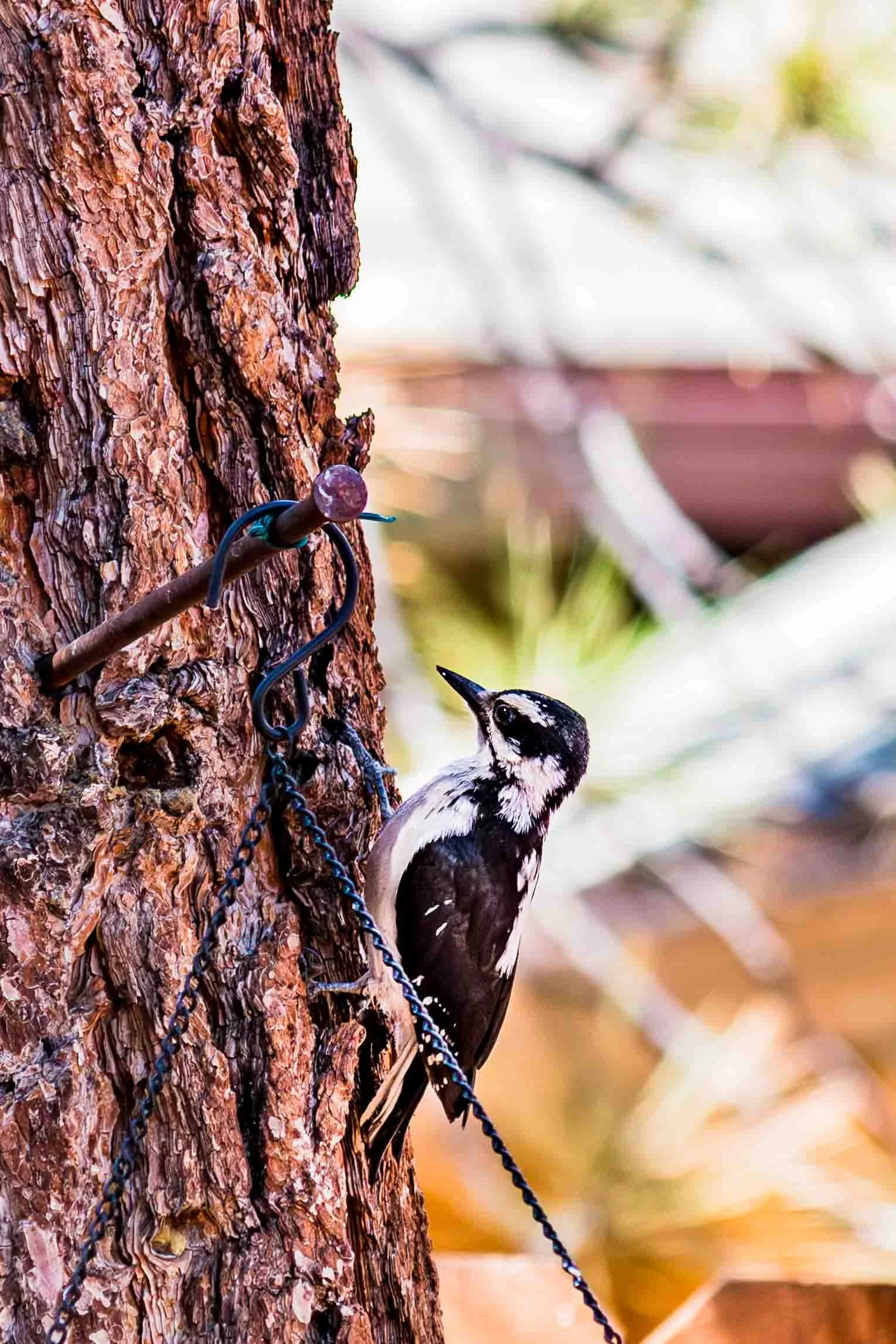 July 4, 2018: Female Hairy Woodpecker. Location near Big Bear Lake, California.