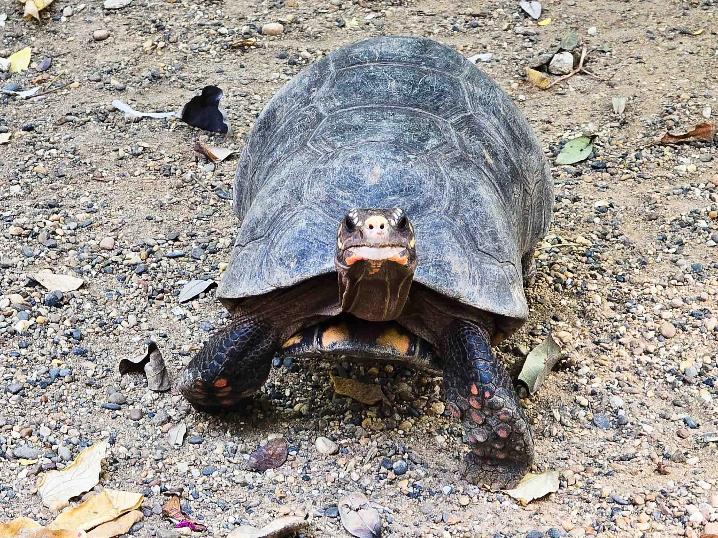 Red-footed Tortoise. (Chelonoidis carbonarius) (Photo by KJ)