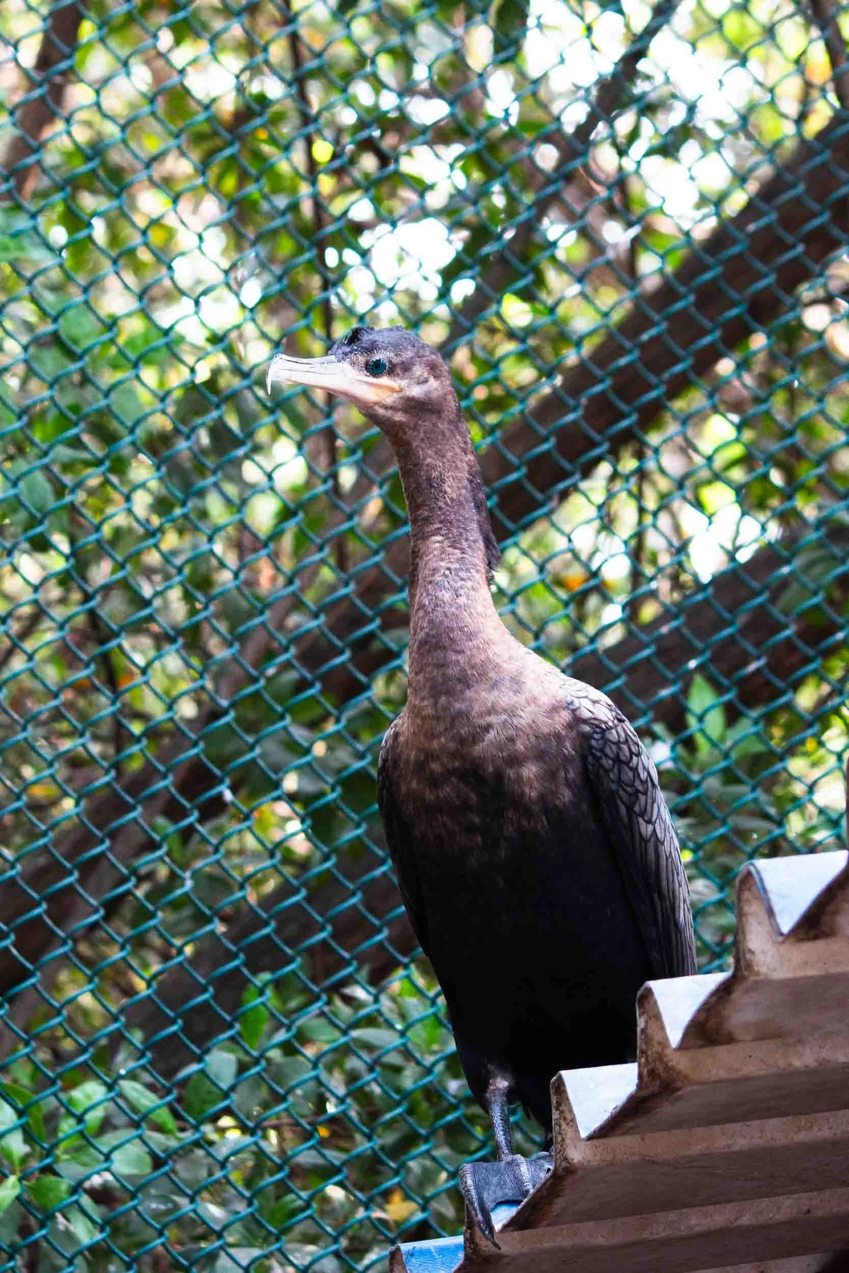 Neotropic Cormorant