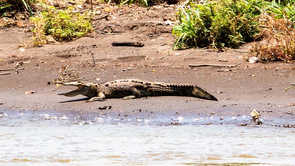 Crocodile on the Tarcoles River Tour #4