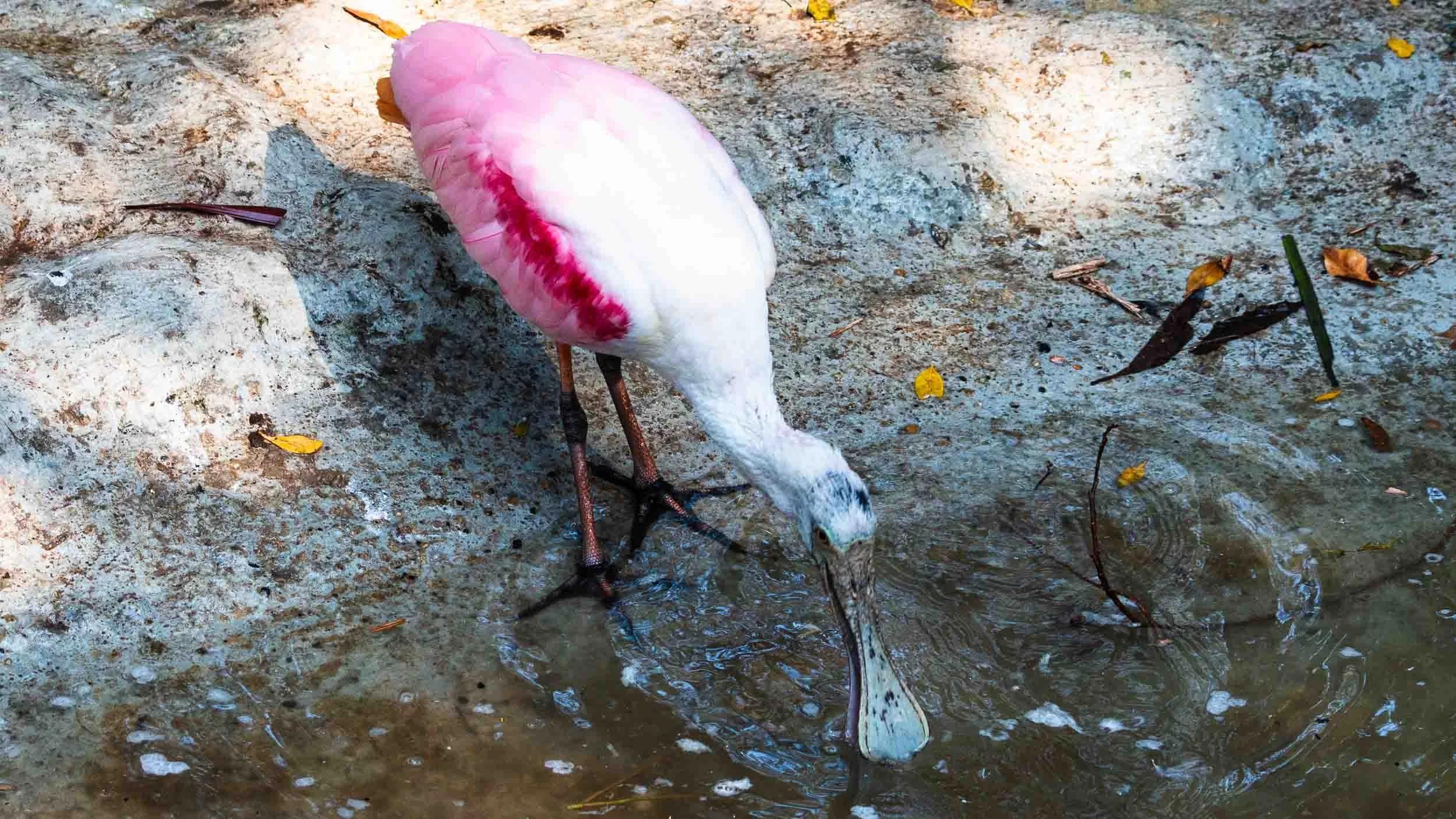 Roseate Spoonbill (Platalea Ajaja)