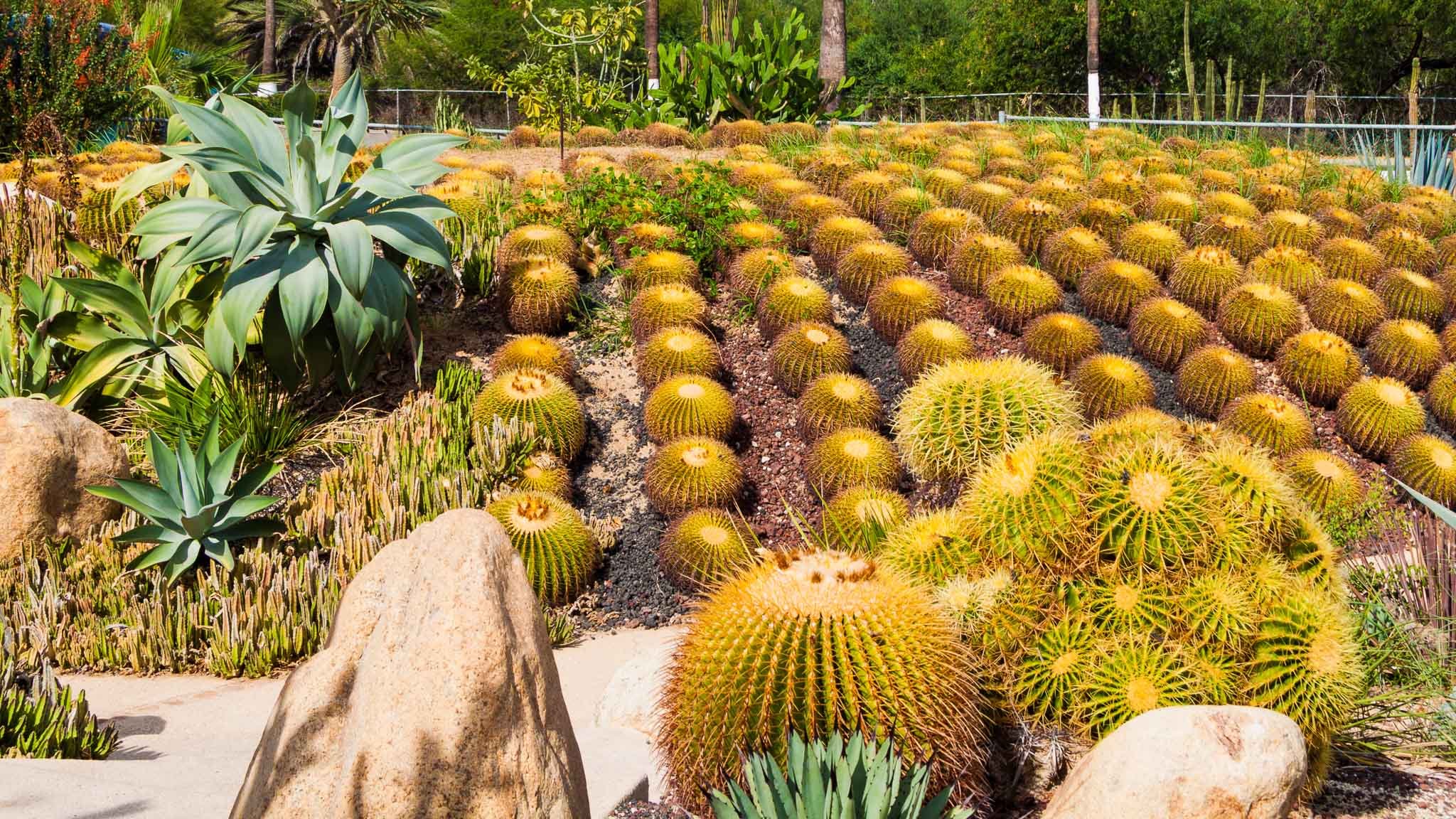 20110823-IMG_5522-Cabo San Lucas-Cacti Mundo Botanical.jpg